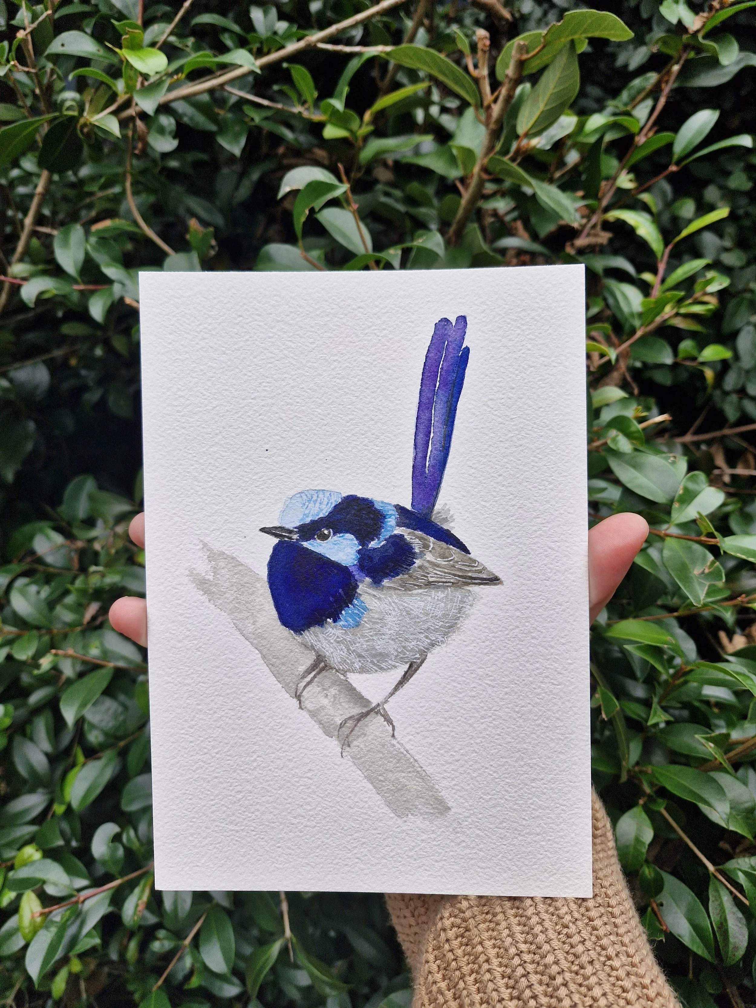 Quokkas corner superb fairy wren