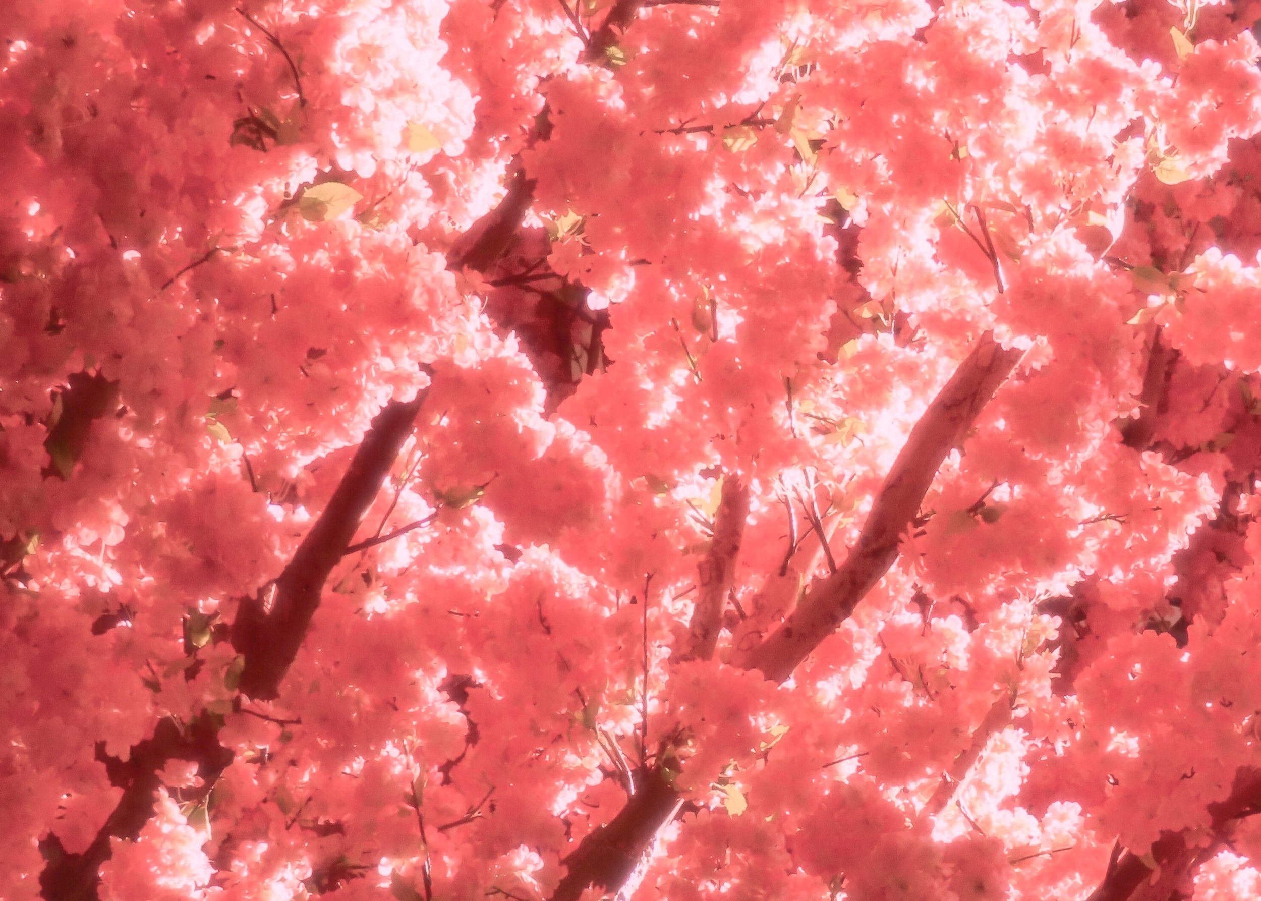 "Floral Suffocation"
Print Sizes Available: 4x6, 8x12
Quantity: 2