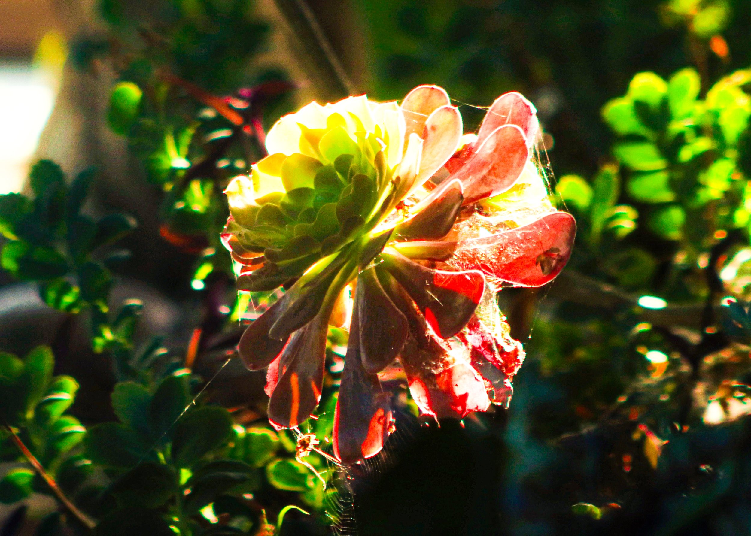 "Fate of The Succulent Petals"
Print Sizes Available: 4X6,
Quantity: 3