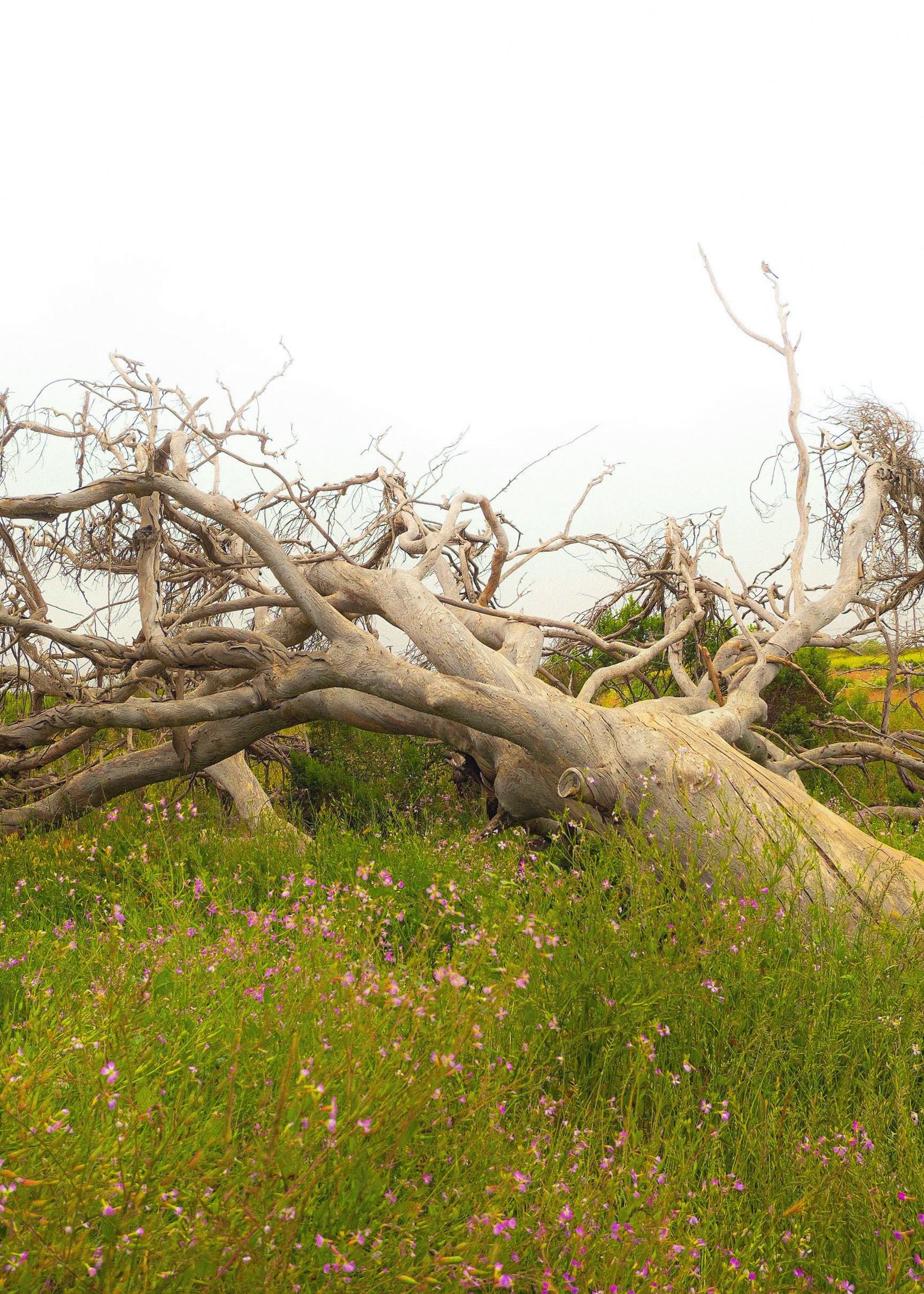 "Untitled" ,Santa Barbara
Print Sizes Available: 4x6
Quantity: 3