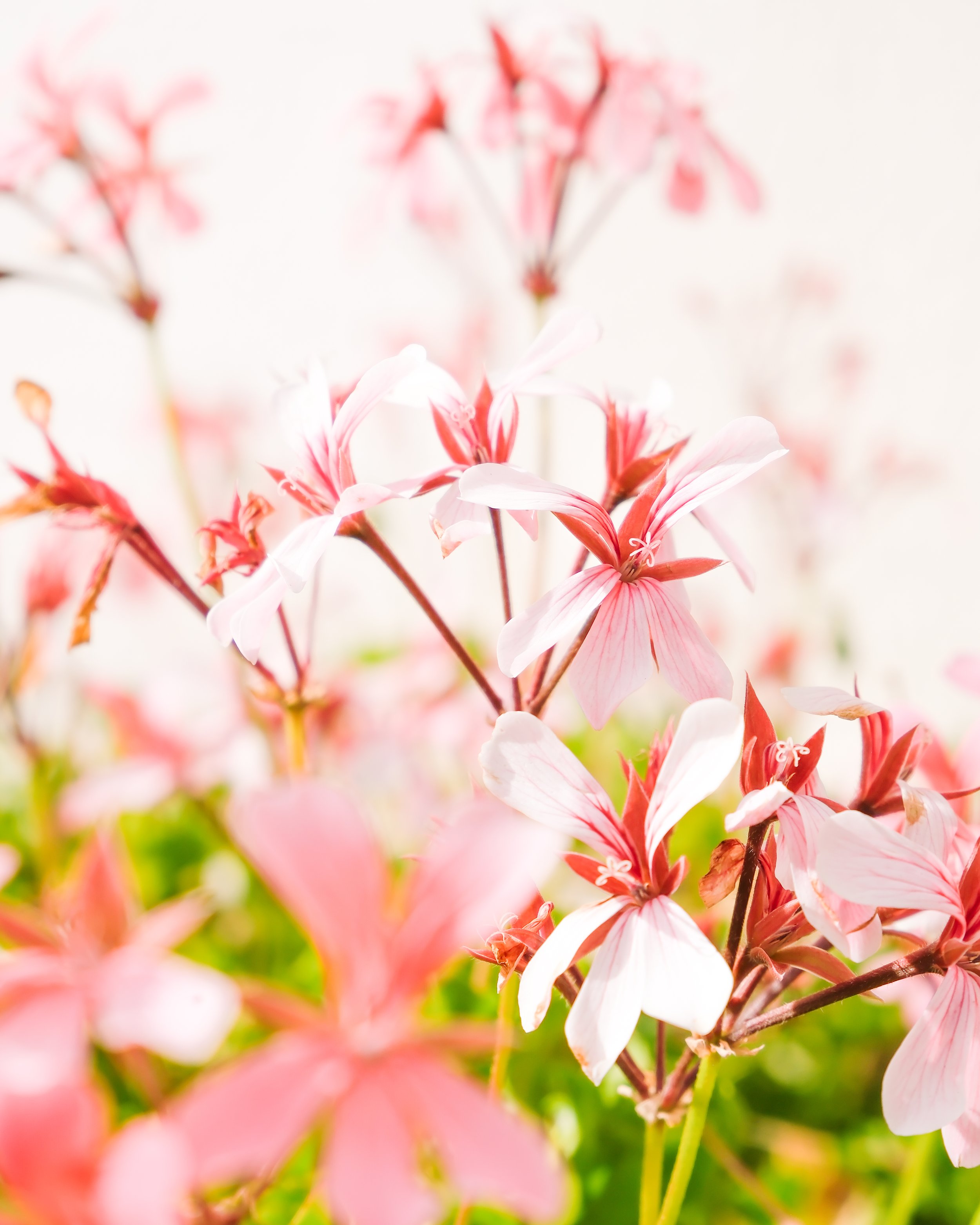 "Enjoué Bloom"
Print Sizes Available: 4X6, 5X7
Quantity: 2, 3