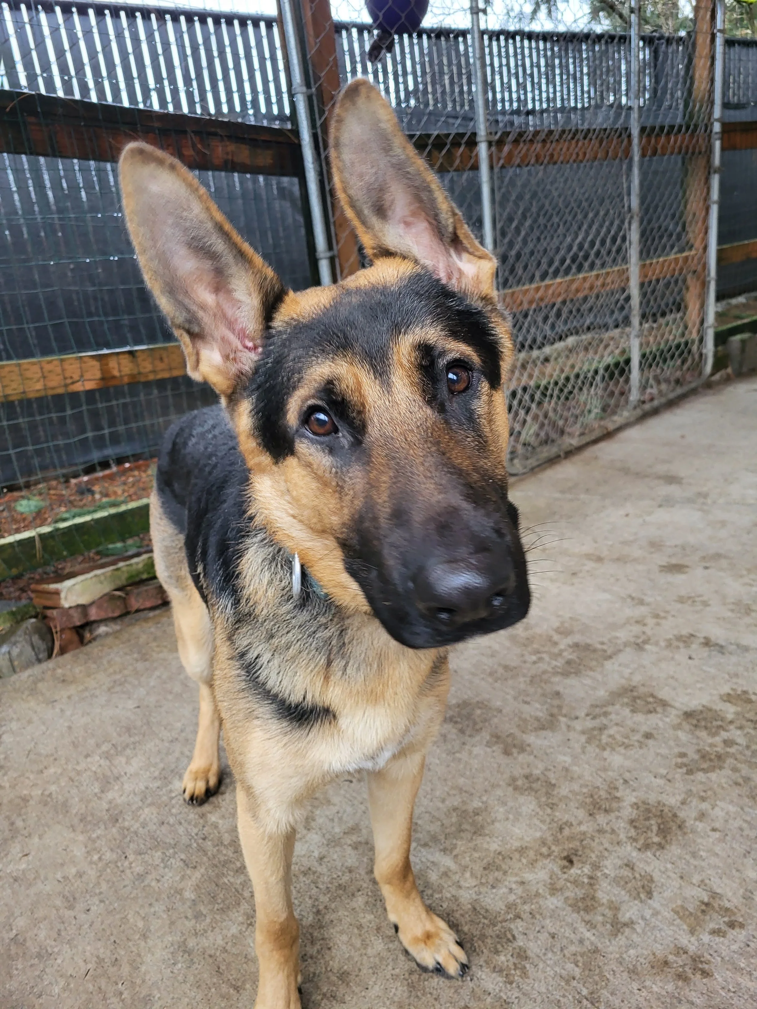 An alert German shepherd dog in the training field waiting for instructions