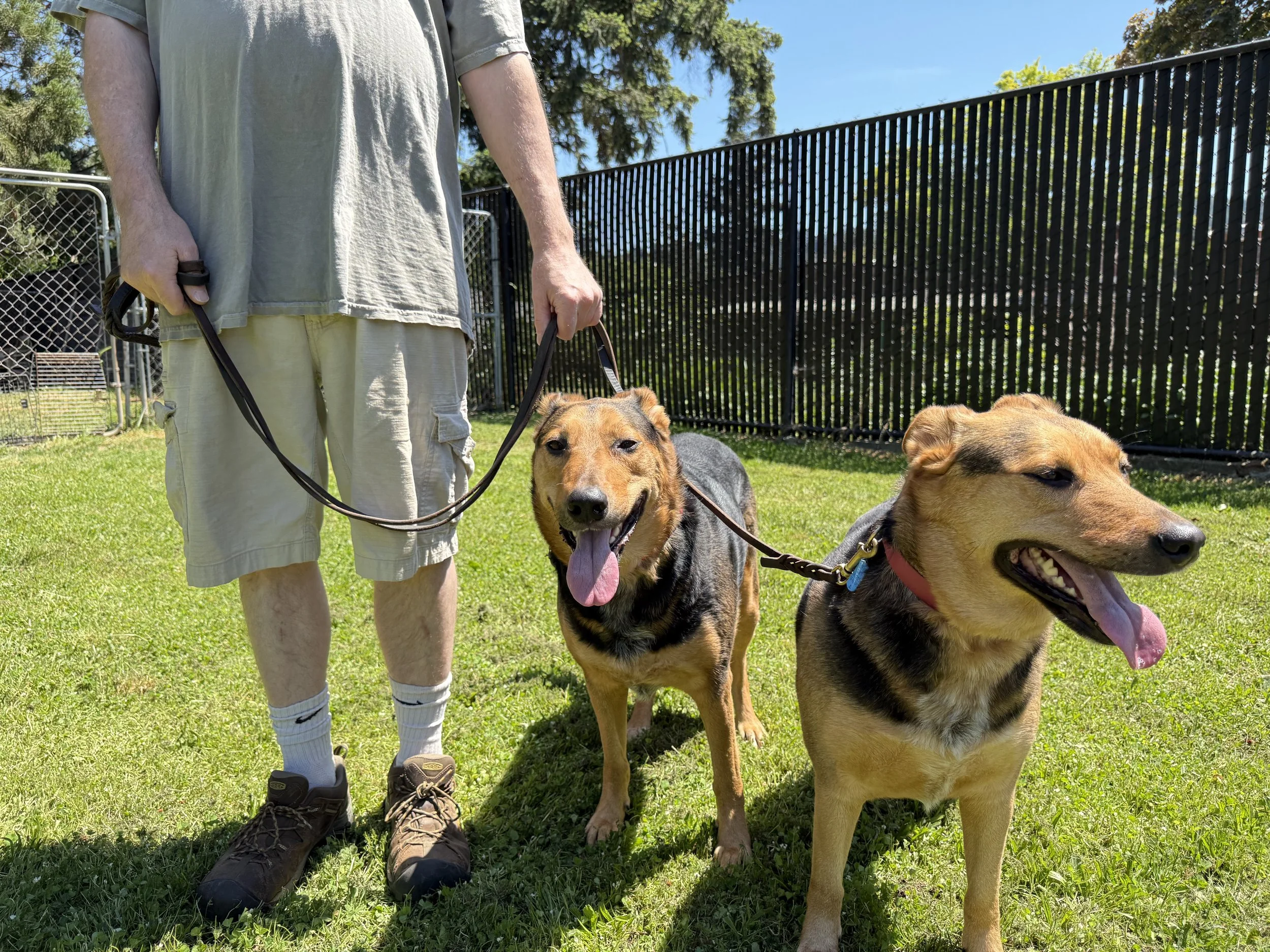 Signs Your Dog Needs Professional Training in Portland