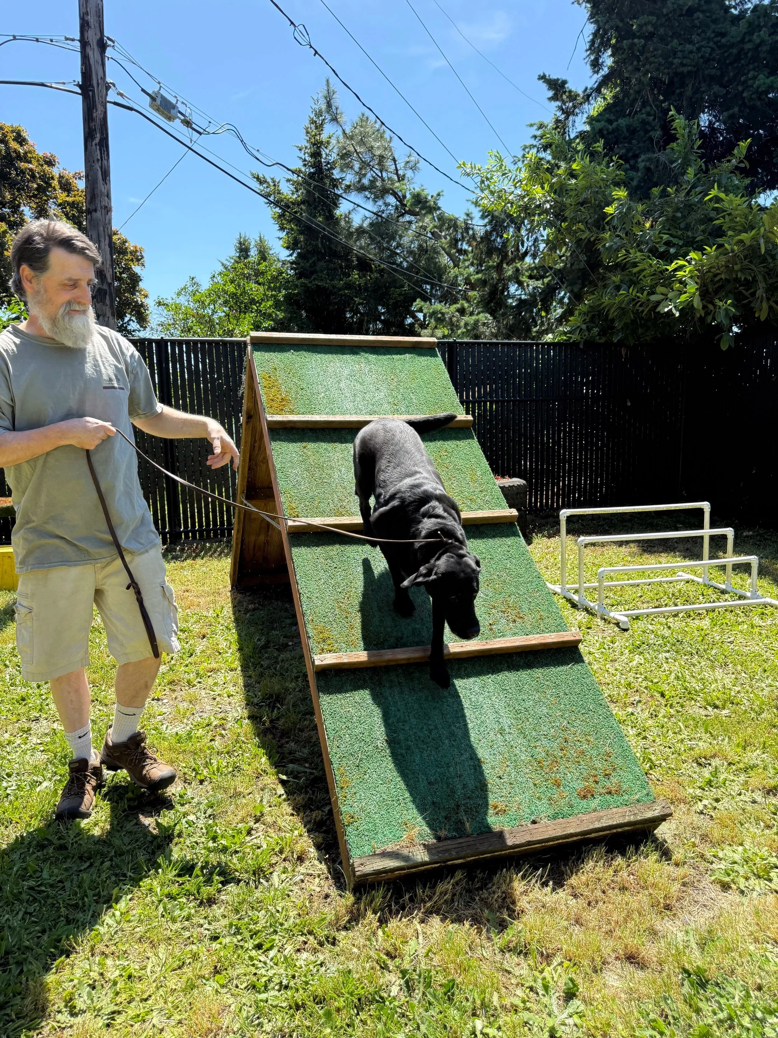 Balanced Dog Training vs. Positive Only: What's the Difference?