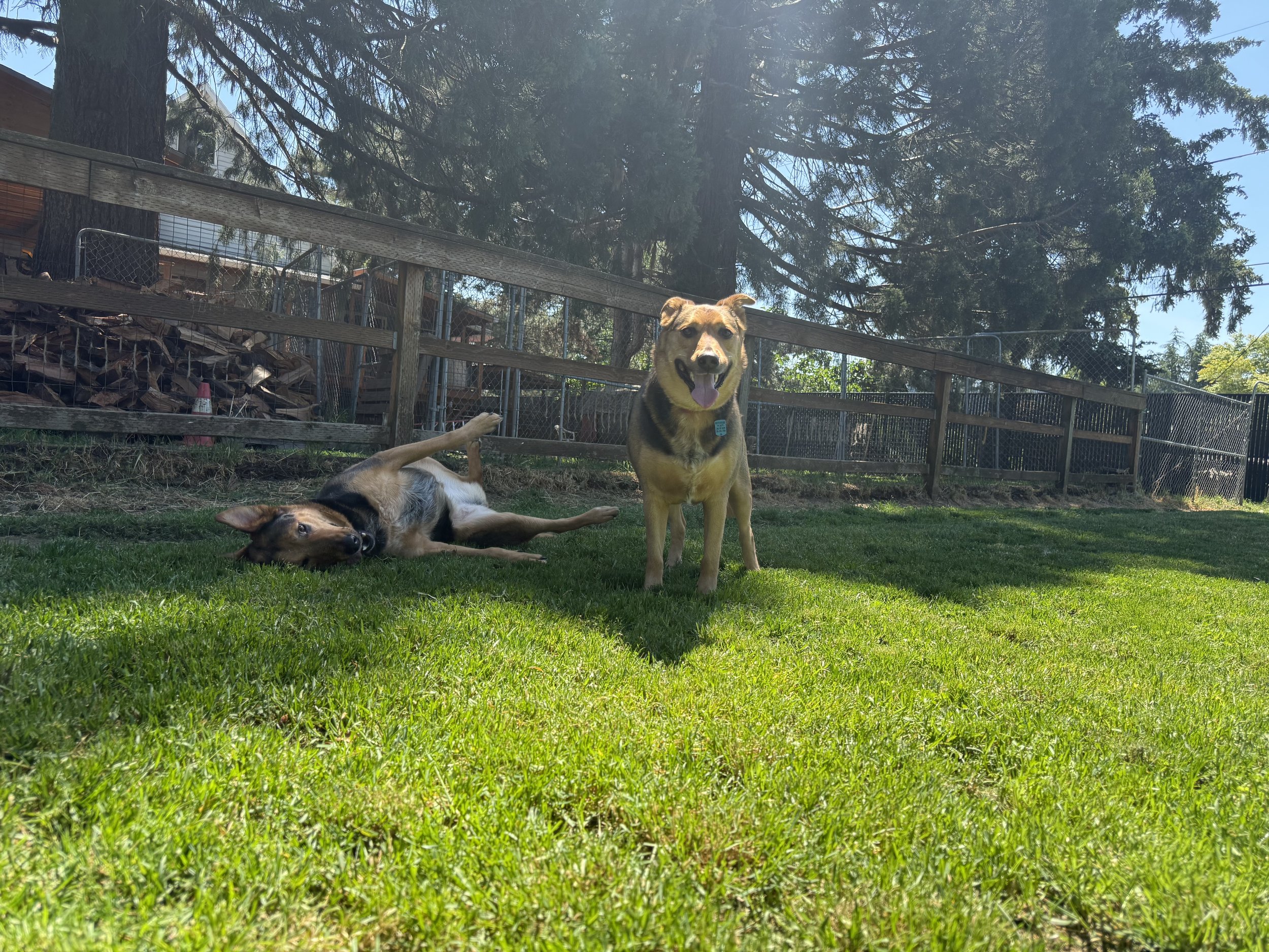 Peanut &amp; Butter: A Year of Progress, Two Very Different Dogs