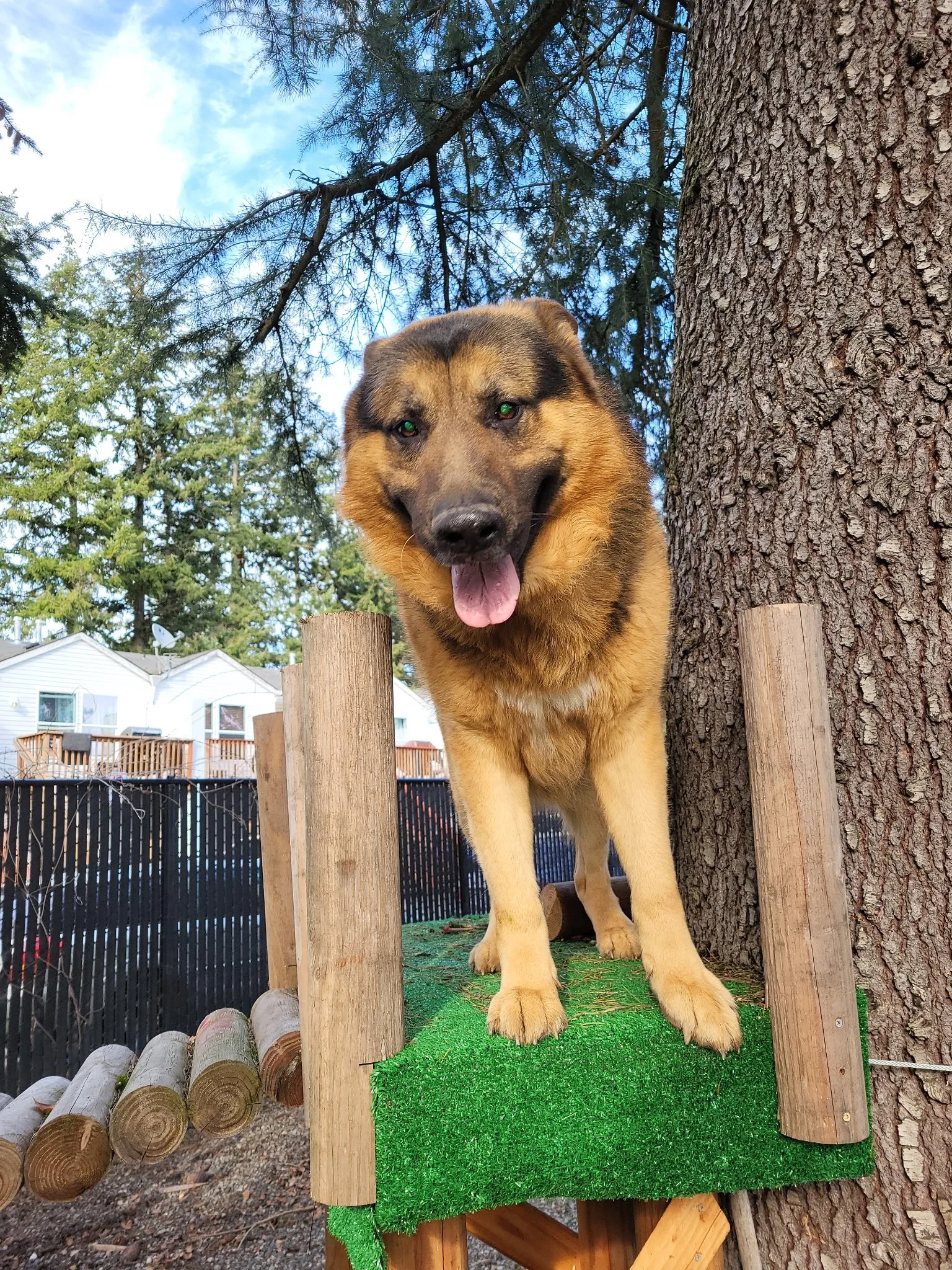 A large tan and black dog with a playful expression, tongue out, standing on a green artificial grass platform in front of a large tree trunk, in an outdoor yard with a black fence and houses in the background.