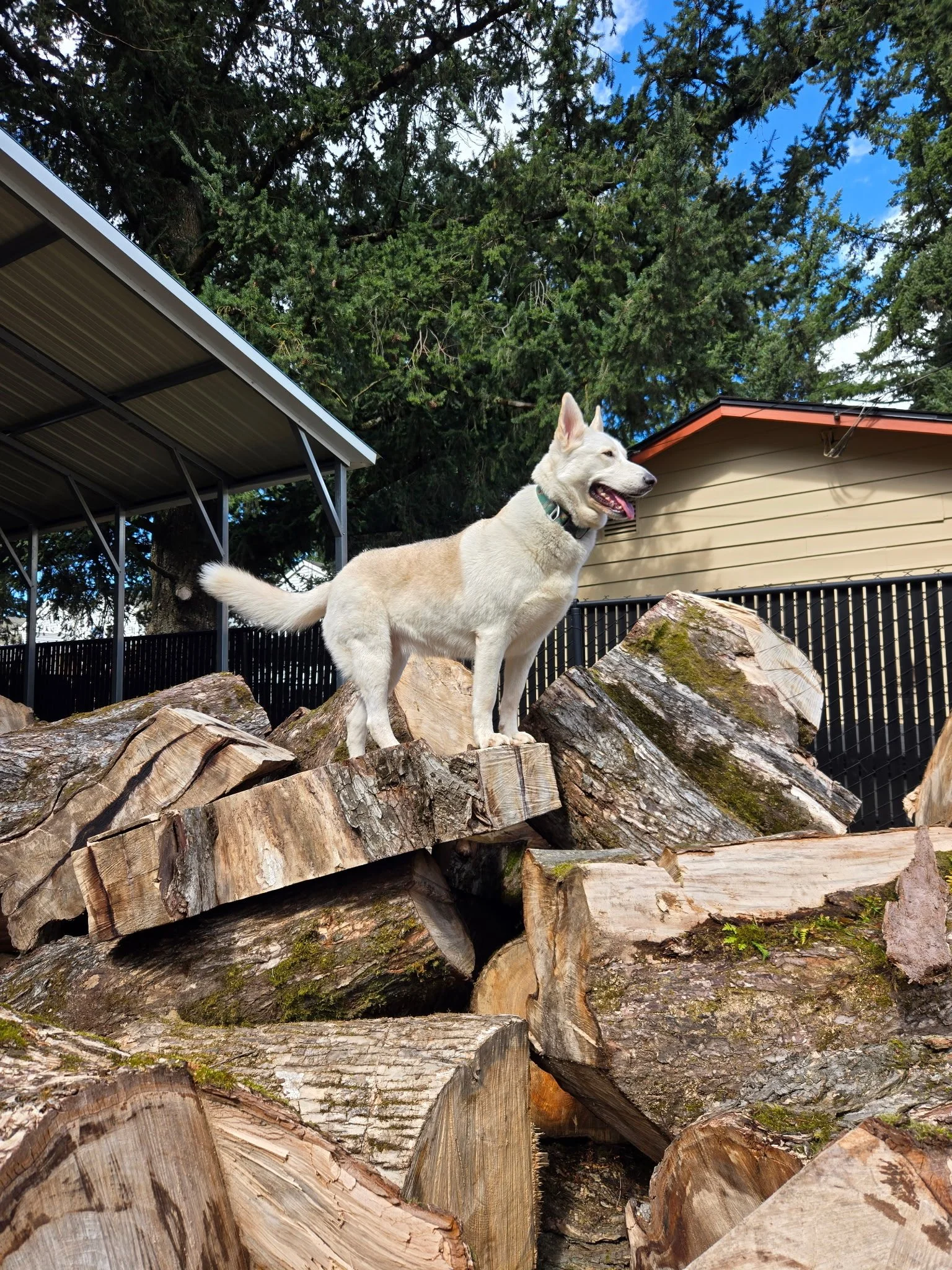 A husky shepherd mix dog is having fun during doggy daycare