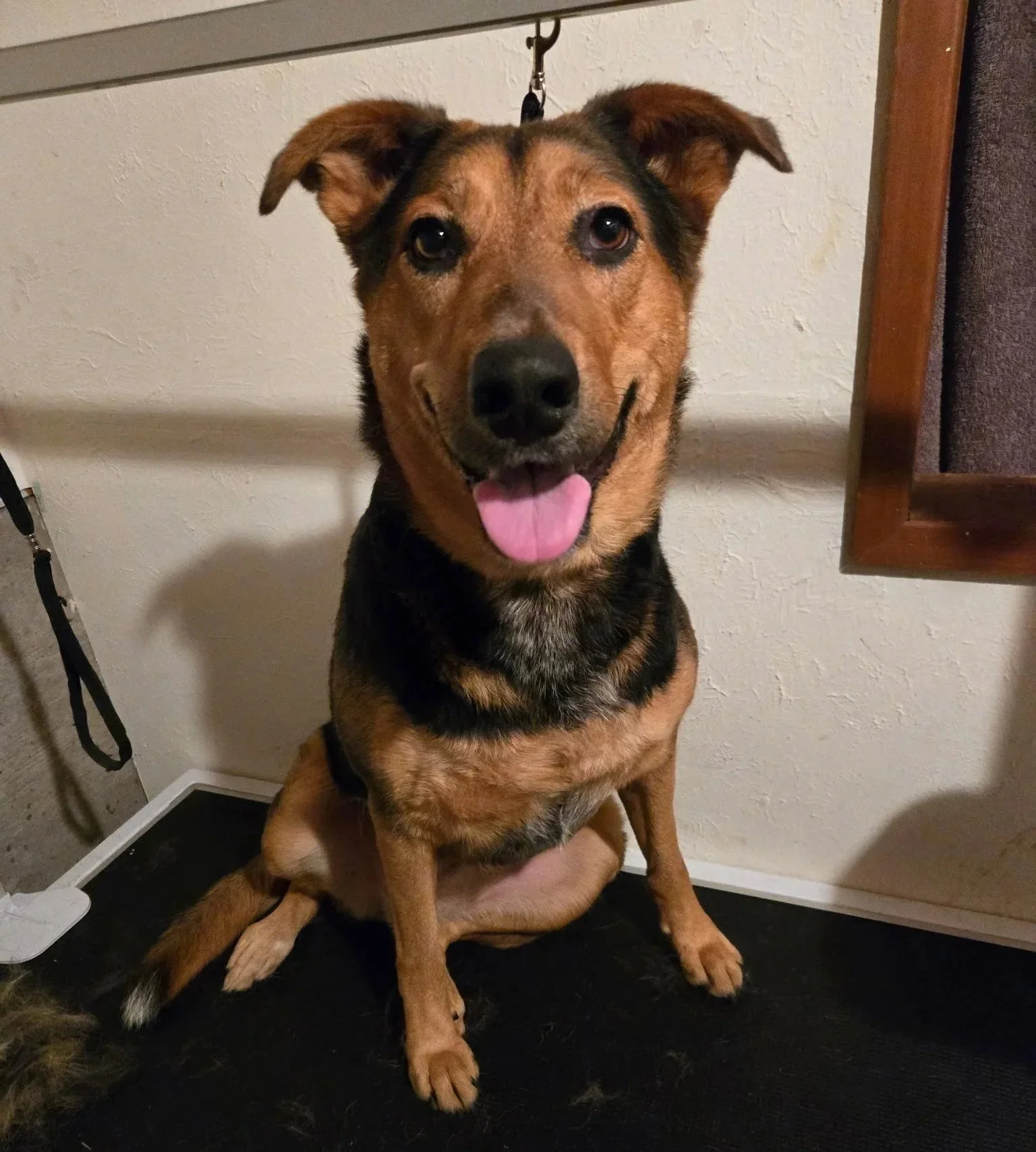 A happy cattle shepherd dog looking clean and fresh after wash and groom