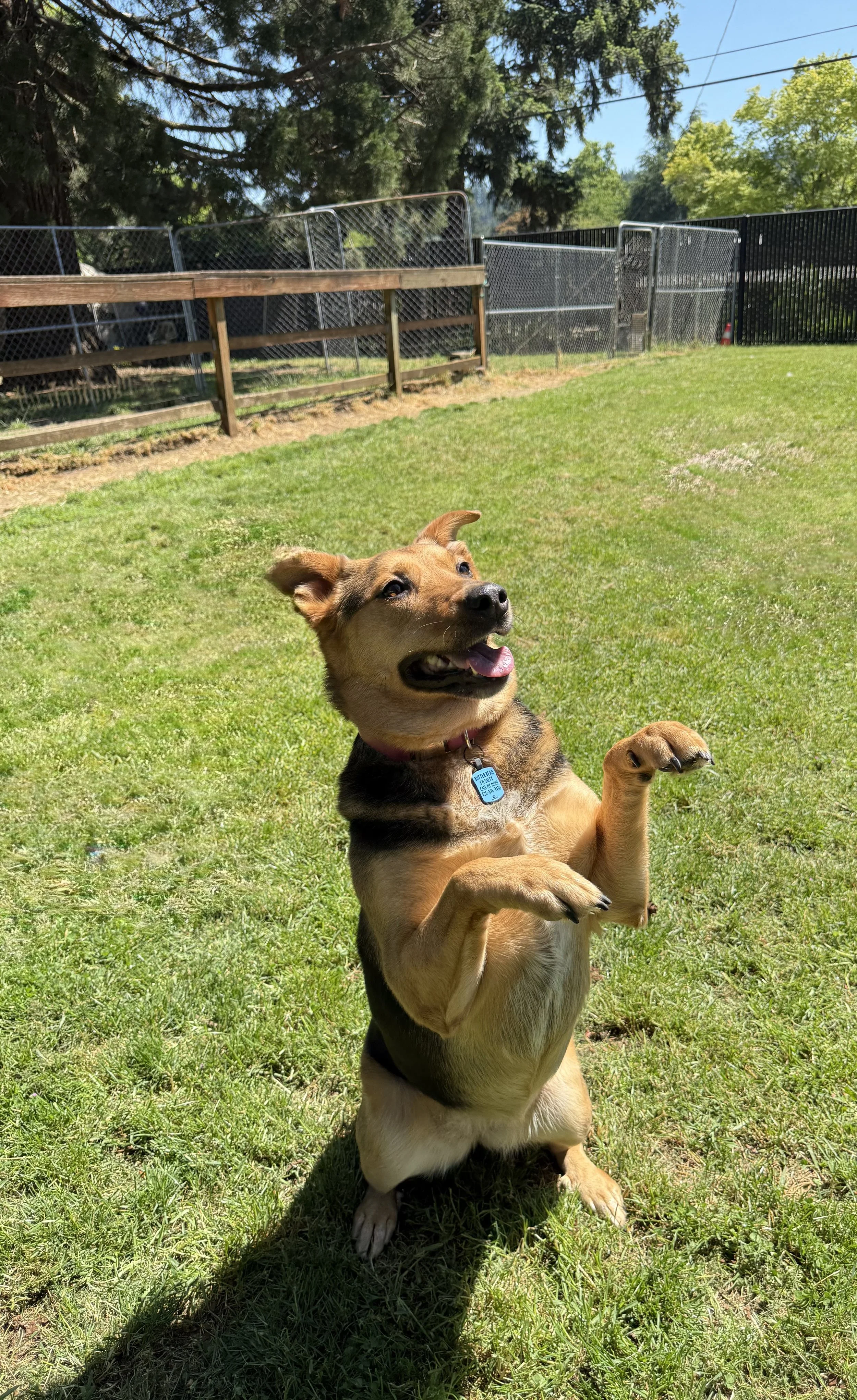 A cattle shepherd dog sitting up doing a trick at daycare