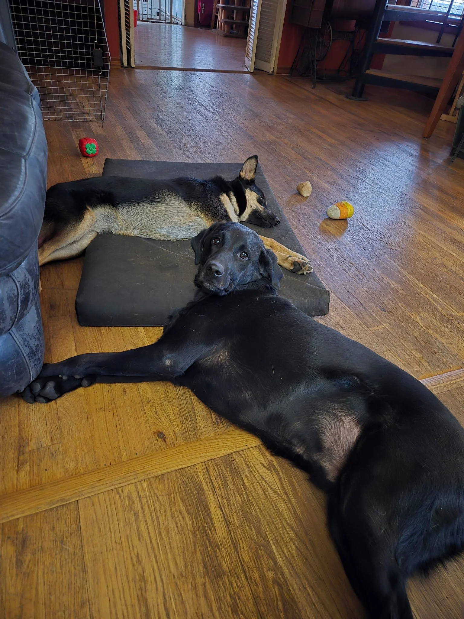 Two dogs sleeping next to each other