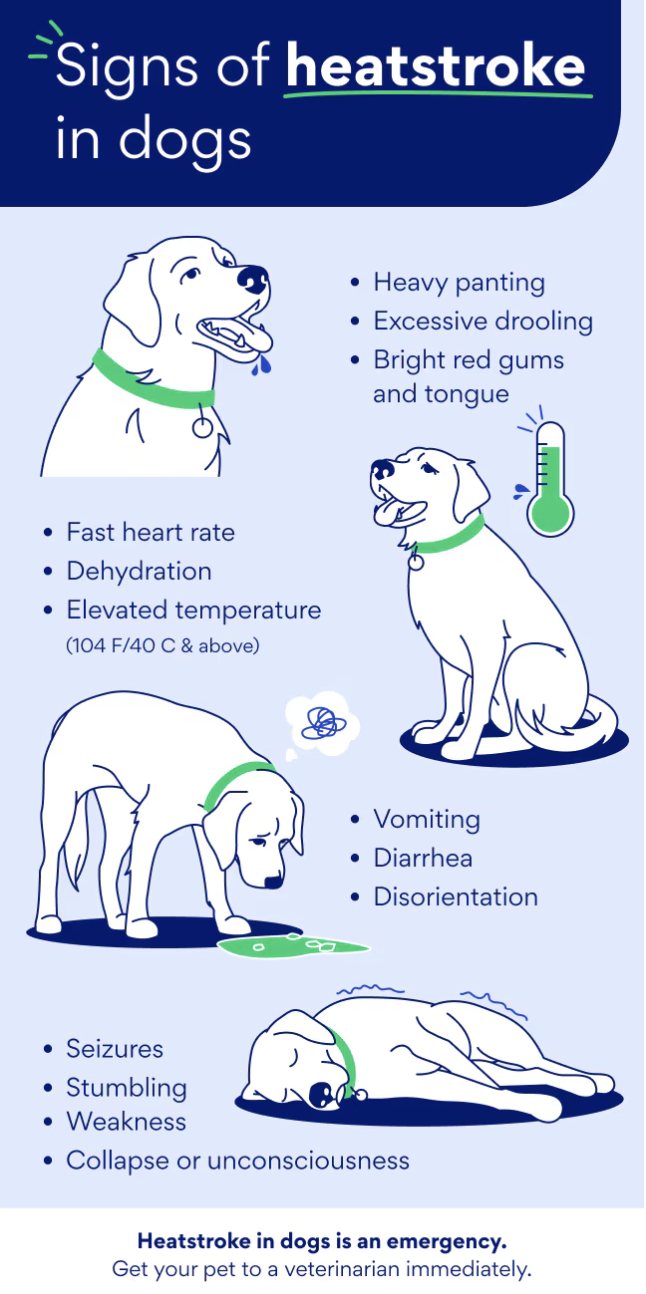 Simple visual showing early vs. escalating signs of heat stress in dogs
