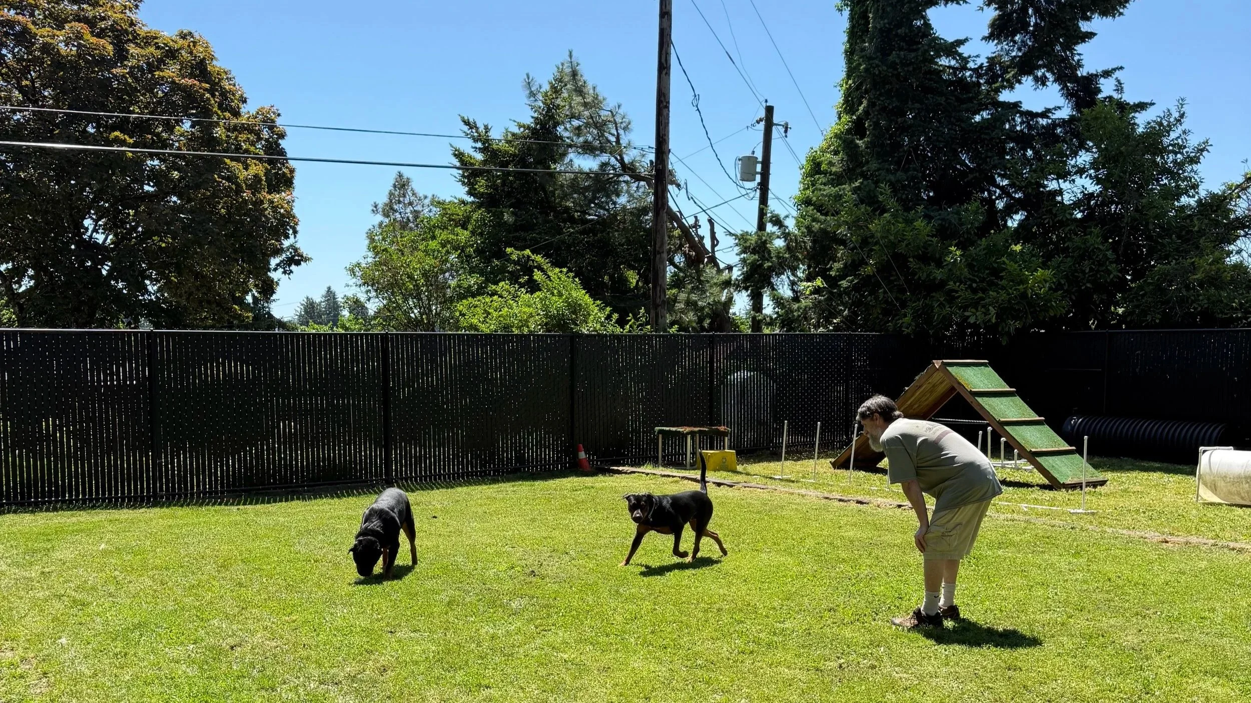 Paul assessing two dogs during a temperament test
