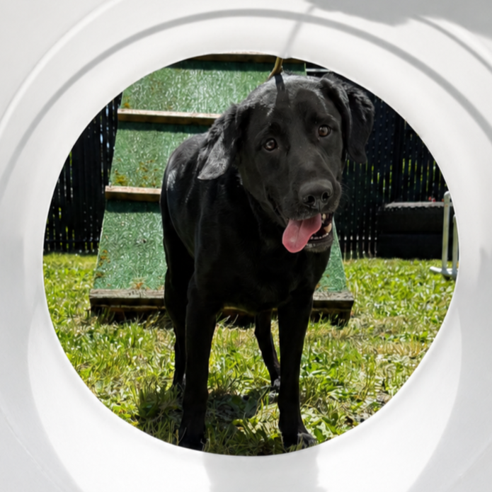 A black Labrador Retriever is having fun with his tongue out through the agility tunnel during dog training