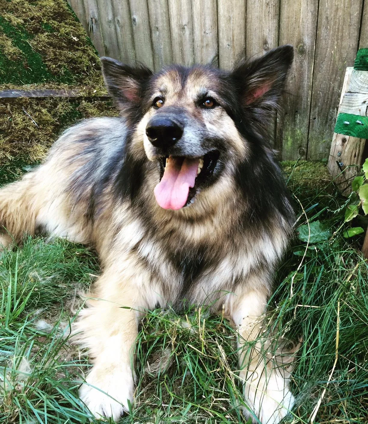 A sheep dog / shepherd dog lies in the grass by a fence and is happy during boarding and training