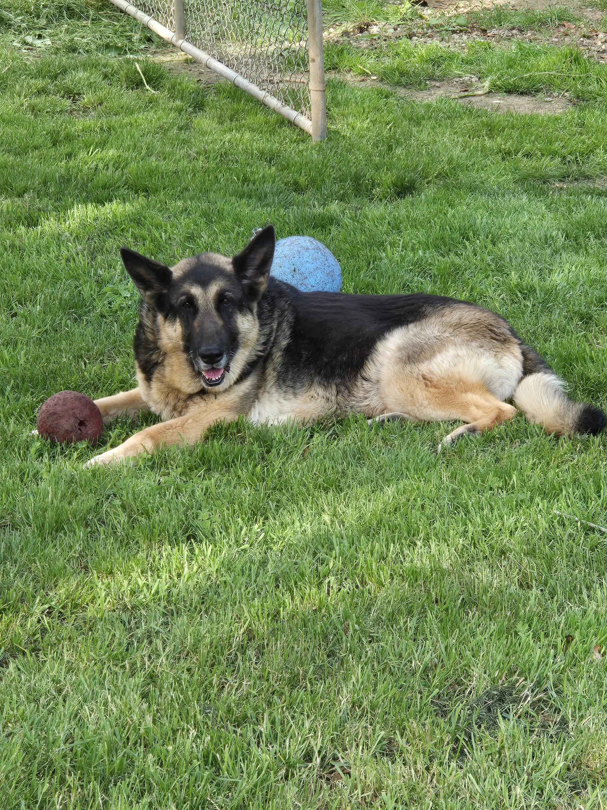 A German shepherd dog lying in the grass with two balls around looking happy during doggy daycare