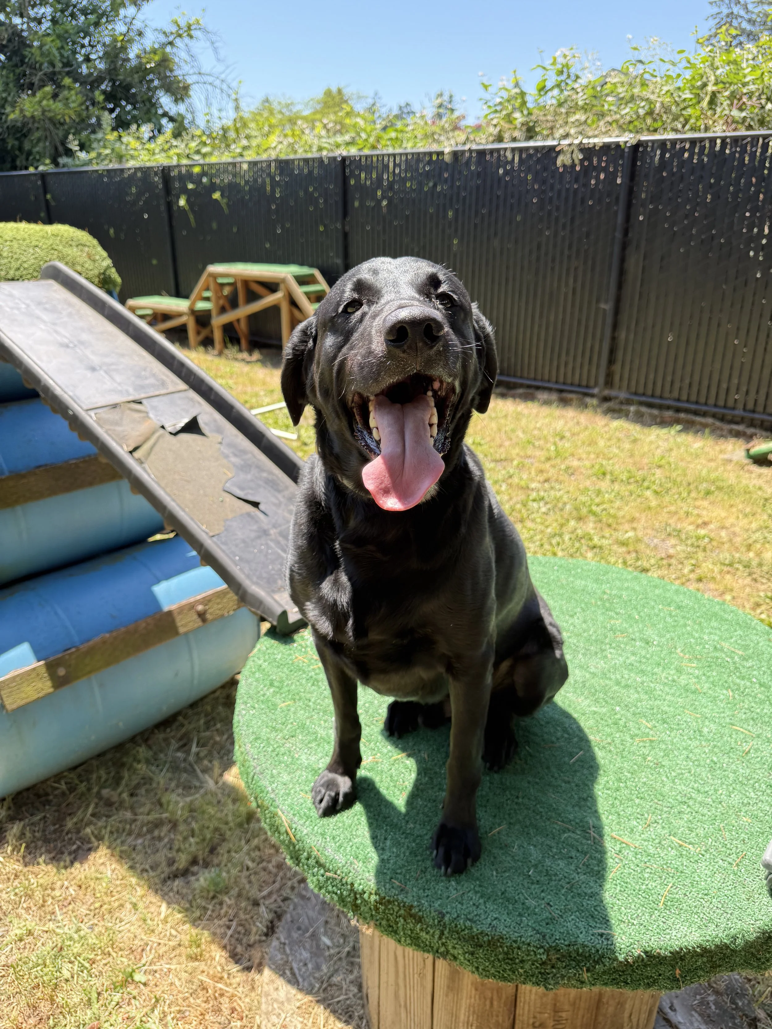 Happy dog during his stay at boarding