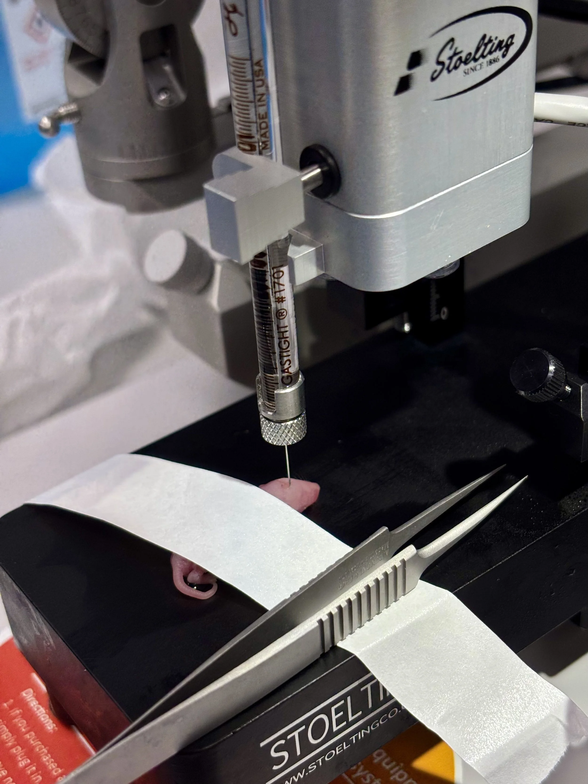 1st iPSC-derived microglia transplantation experiment #1 🐭 (2026.05.30)