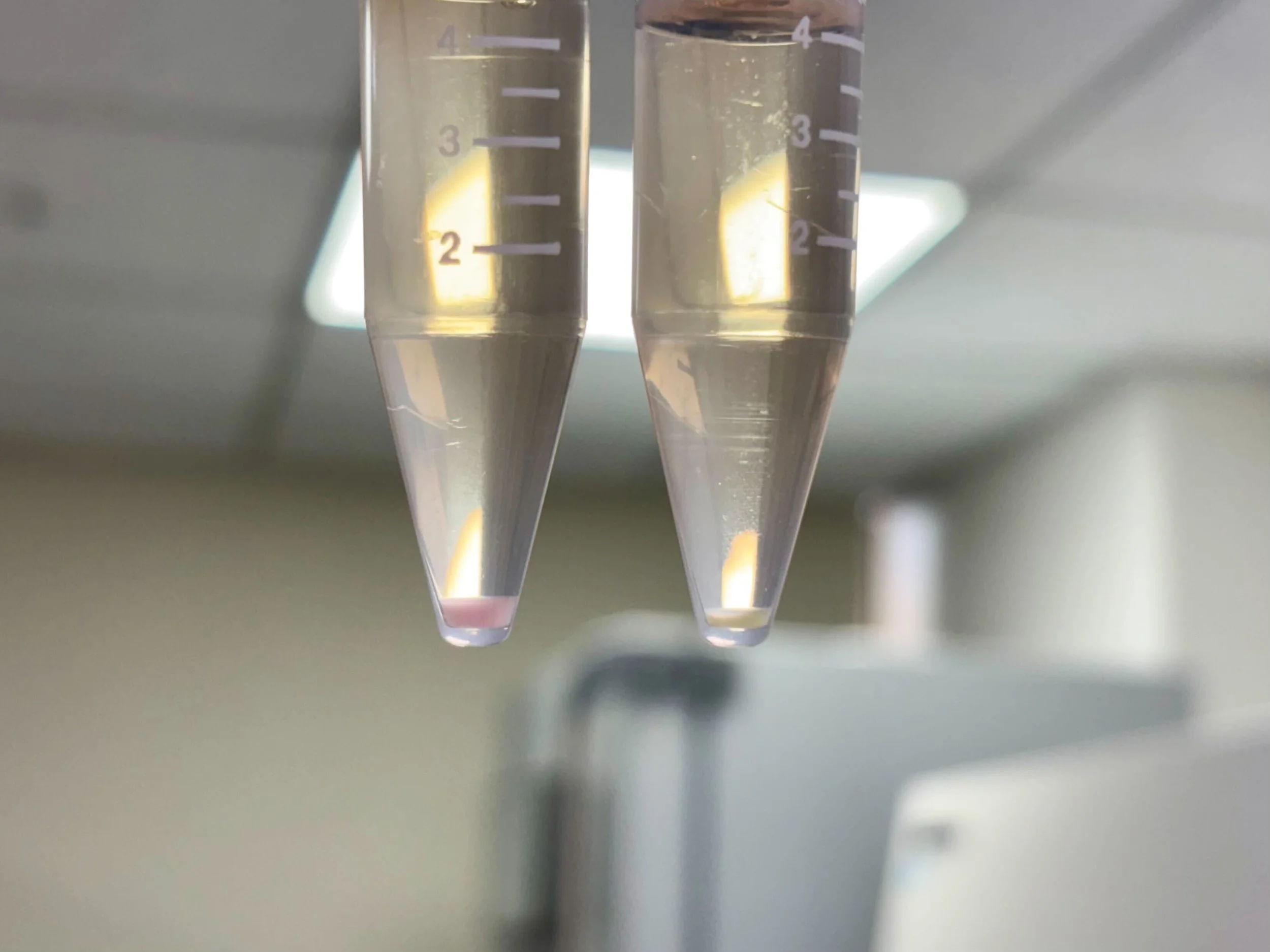 tdTomato and GFP expressing human stem cells 🫶🏻 (2026.06.01)