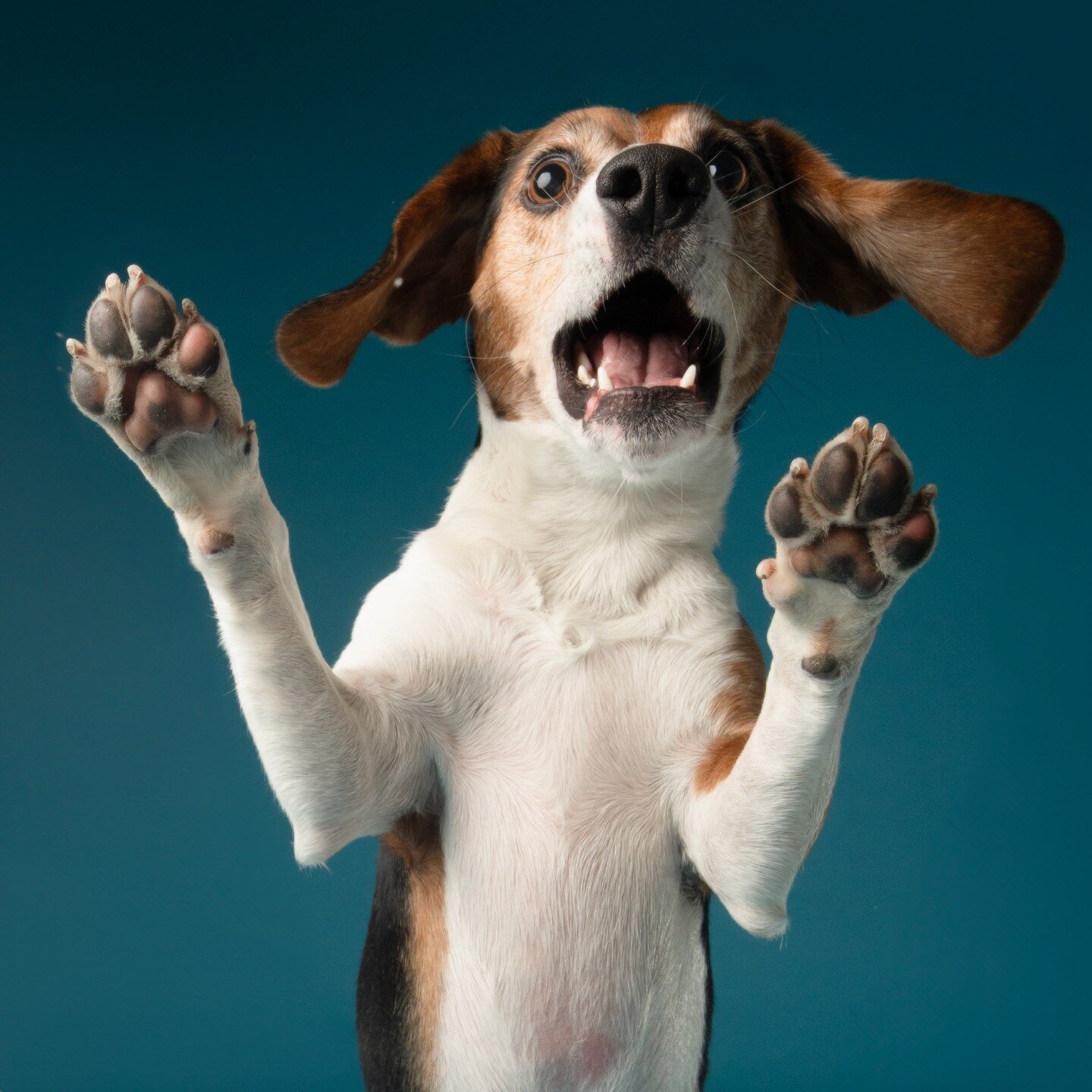 I'm stuck in a glass case of EMOTION! 😂 Ouzu is one of the most energetic pups we've had in the studio! We had so much fun!!!! @ouzo_the_beagle 

#cutedog #dog #photography #dogphotography