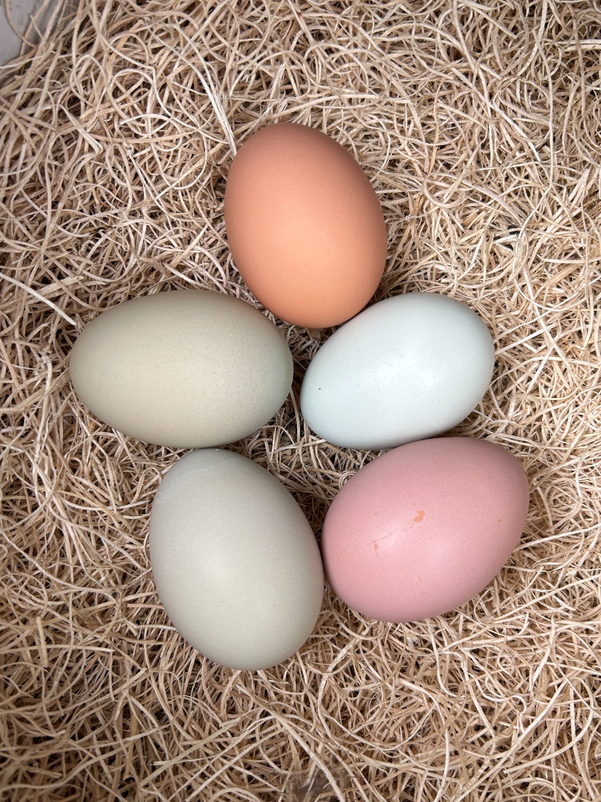 Farm Fresh Eggs