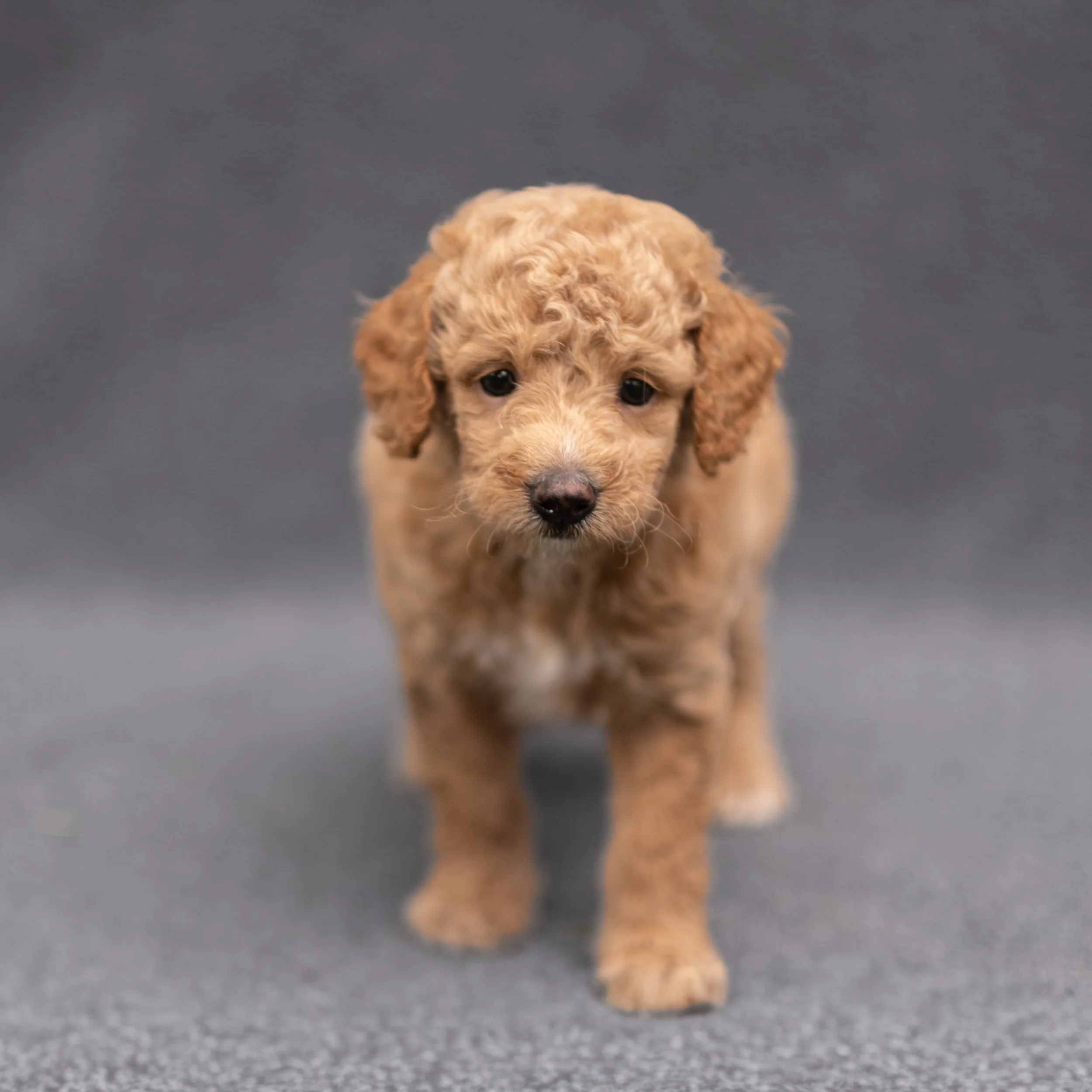 Archie-505.jpg