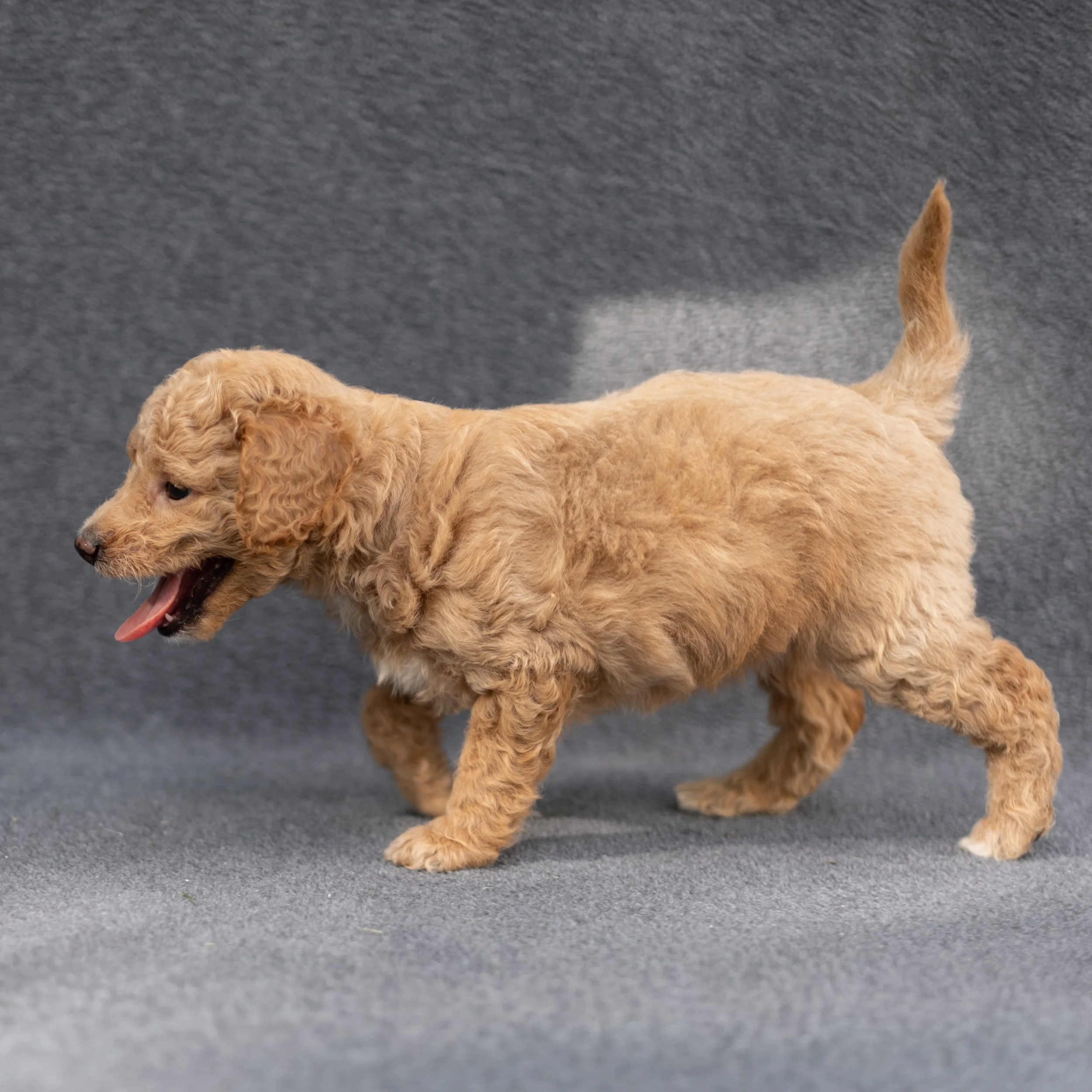 Archie-503.jpg