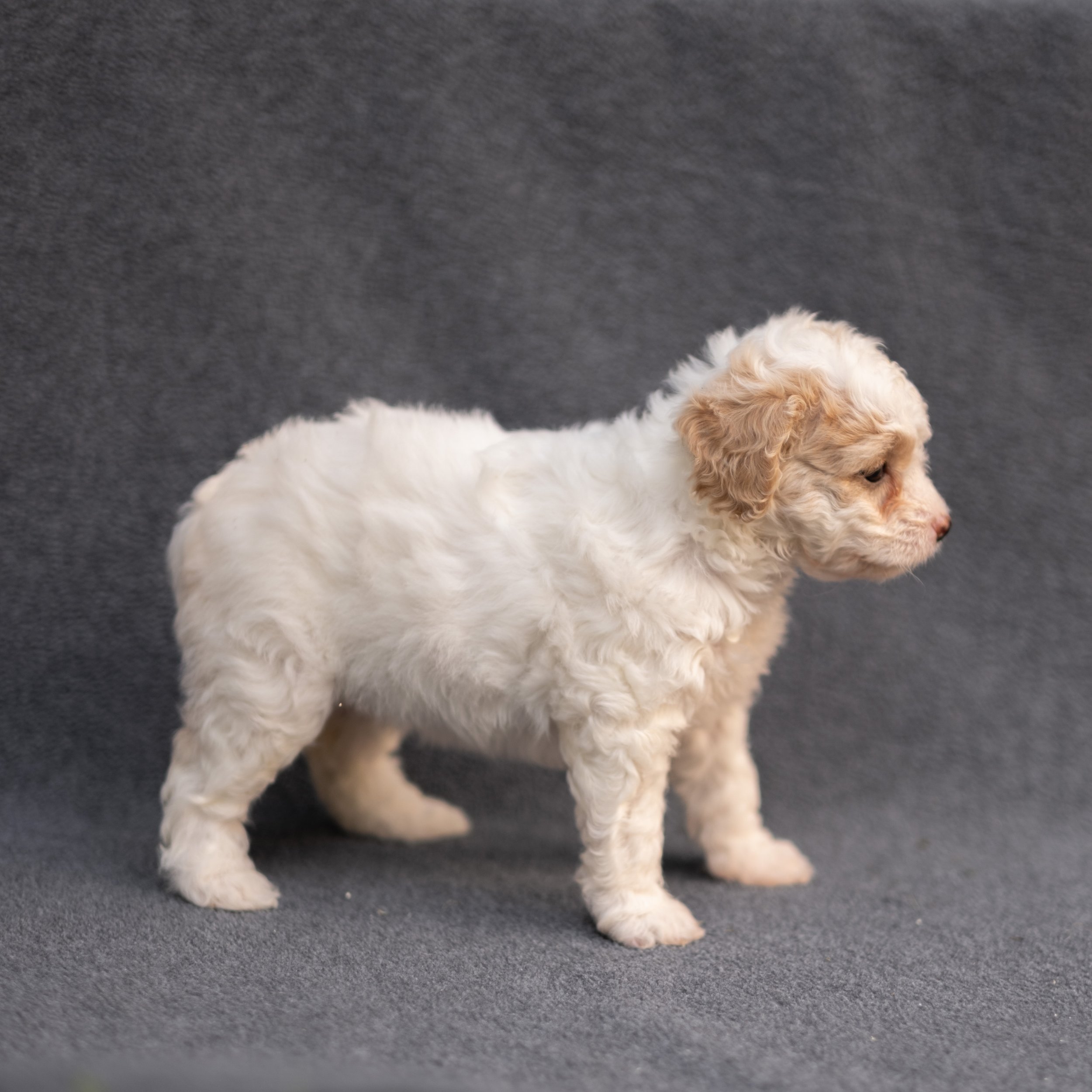 Betsie-500.jpg