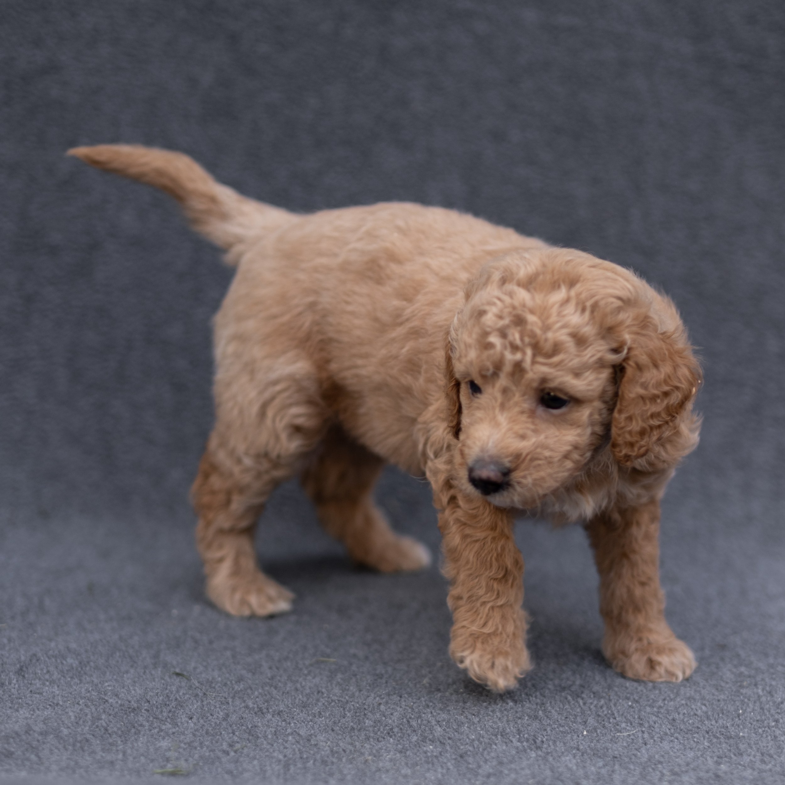 Archie-500.jpg