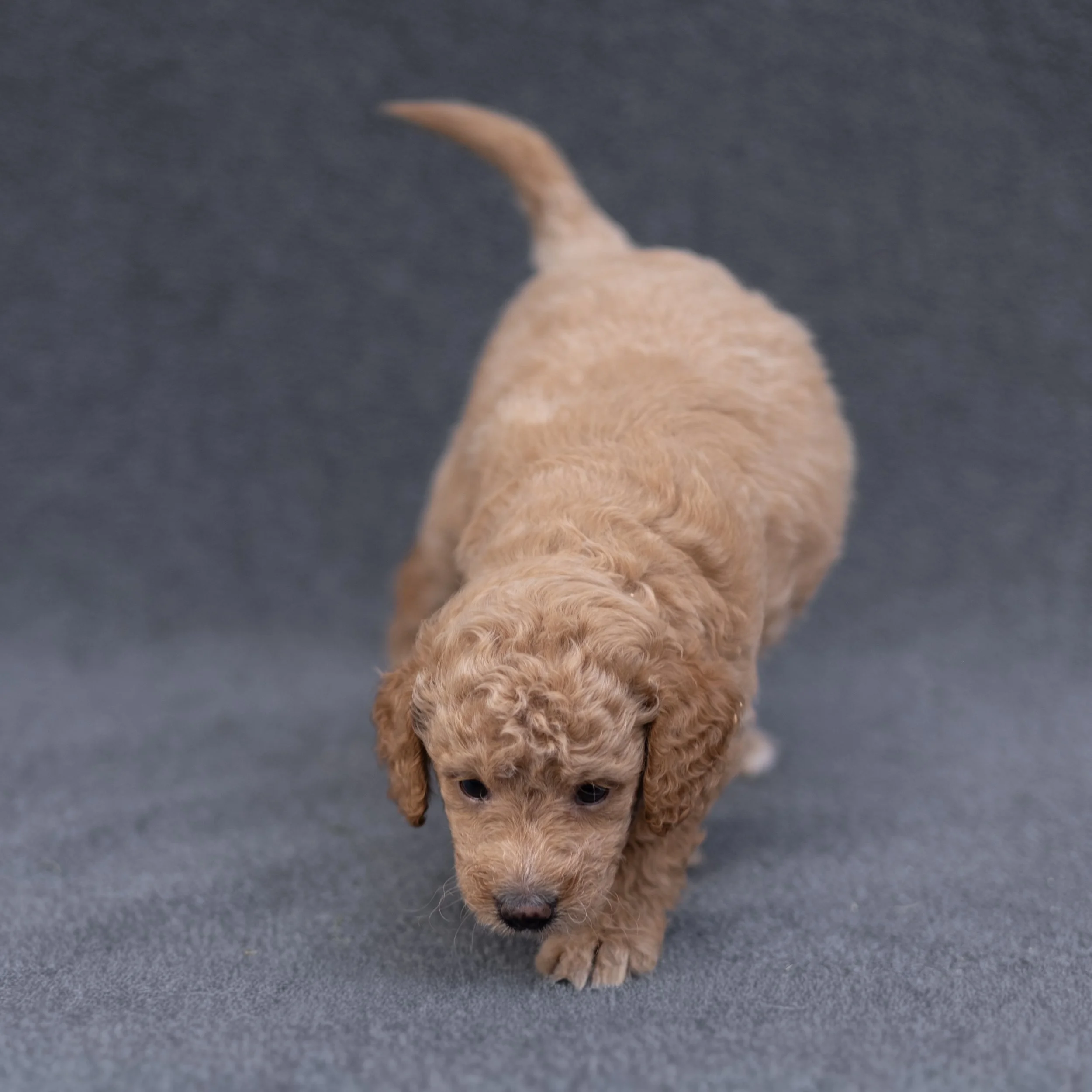 Archie-501.jpg