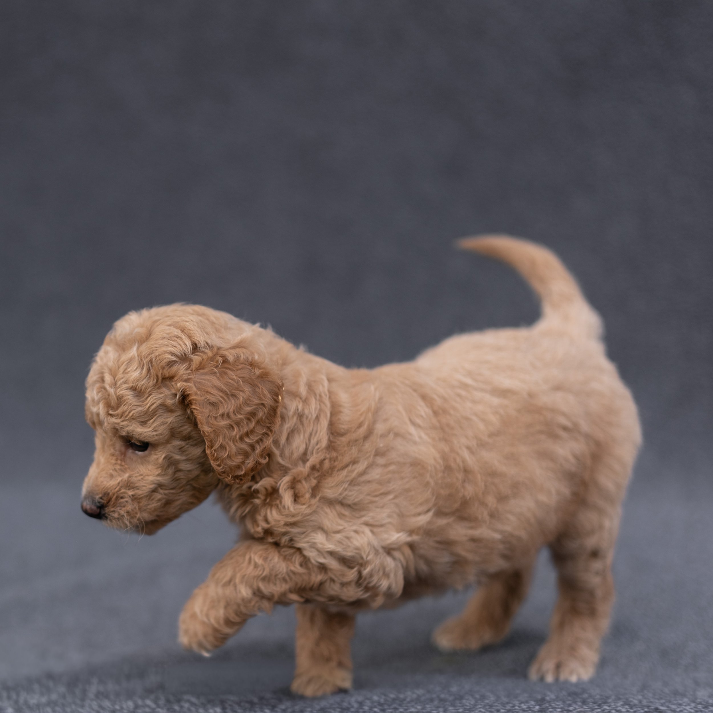 Archie-502.jpg