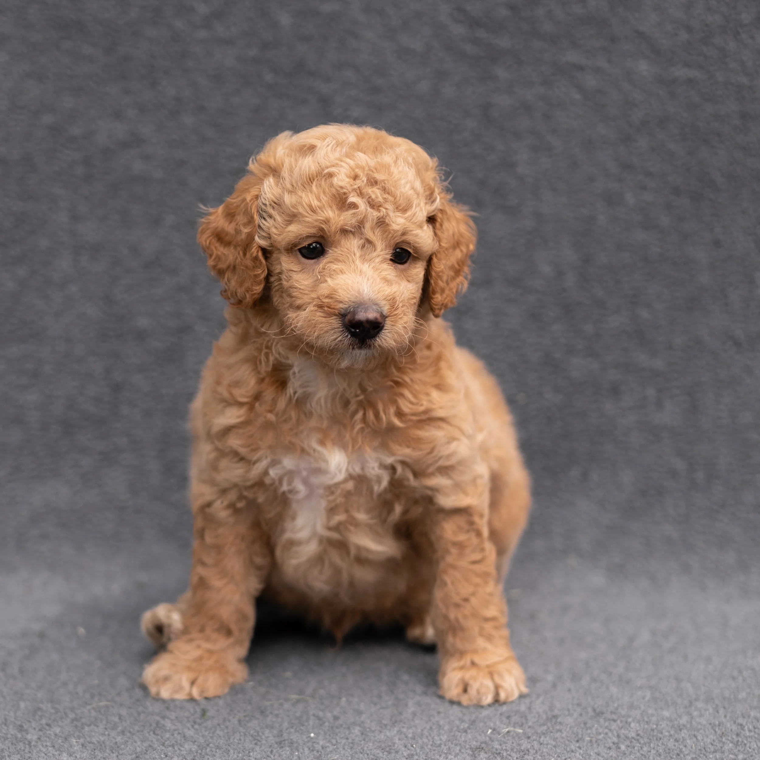 Archie-506.jpg