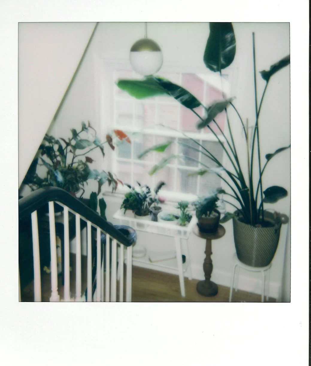 plant3.jpg