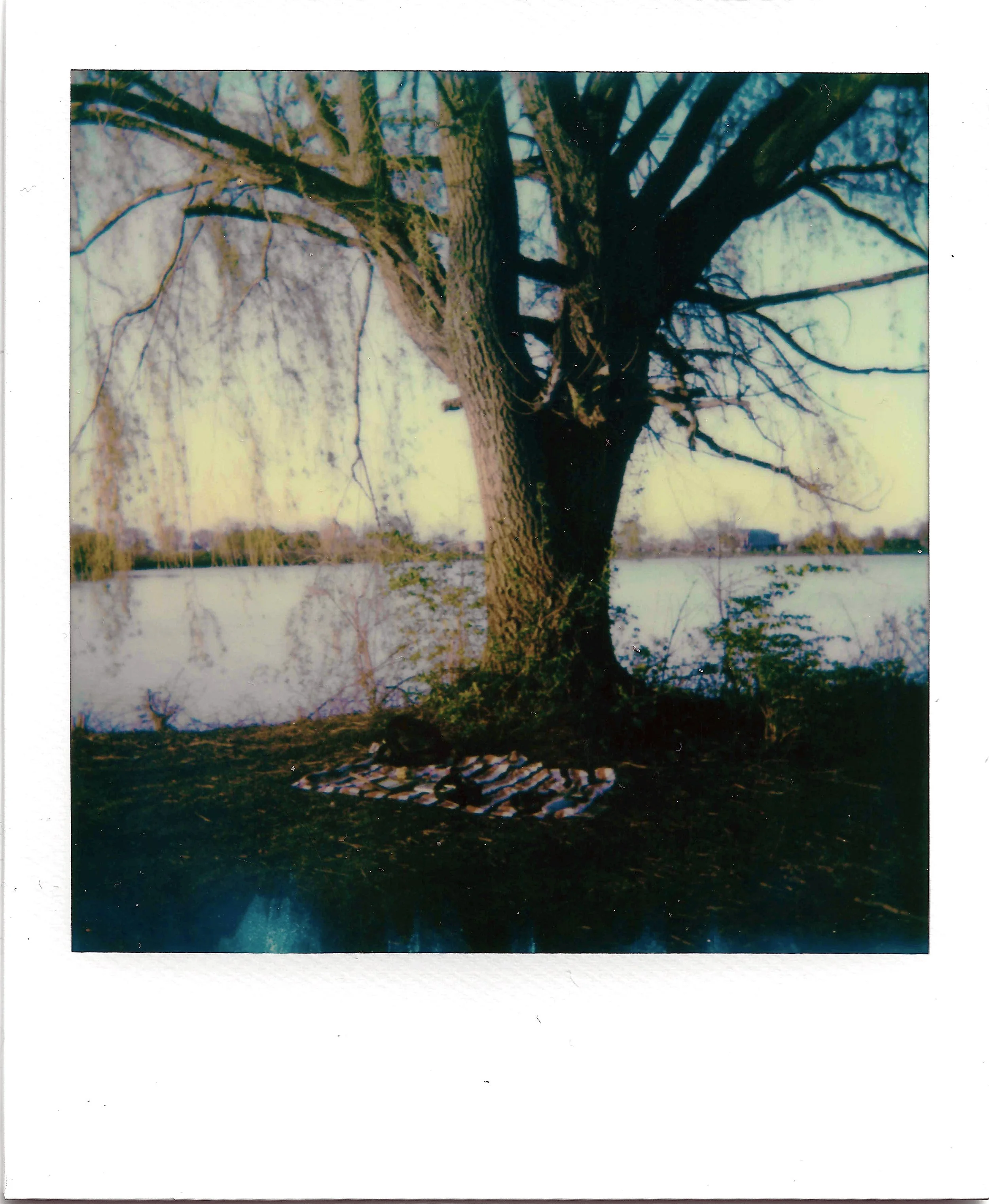 tree.JPEG