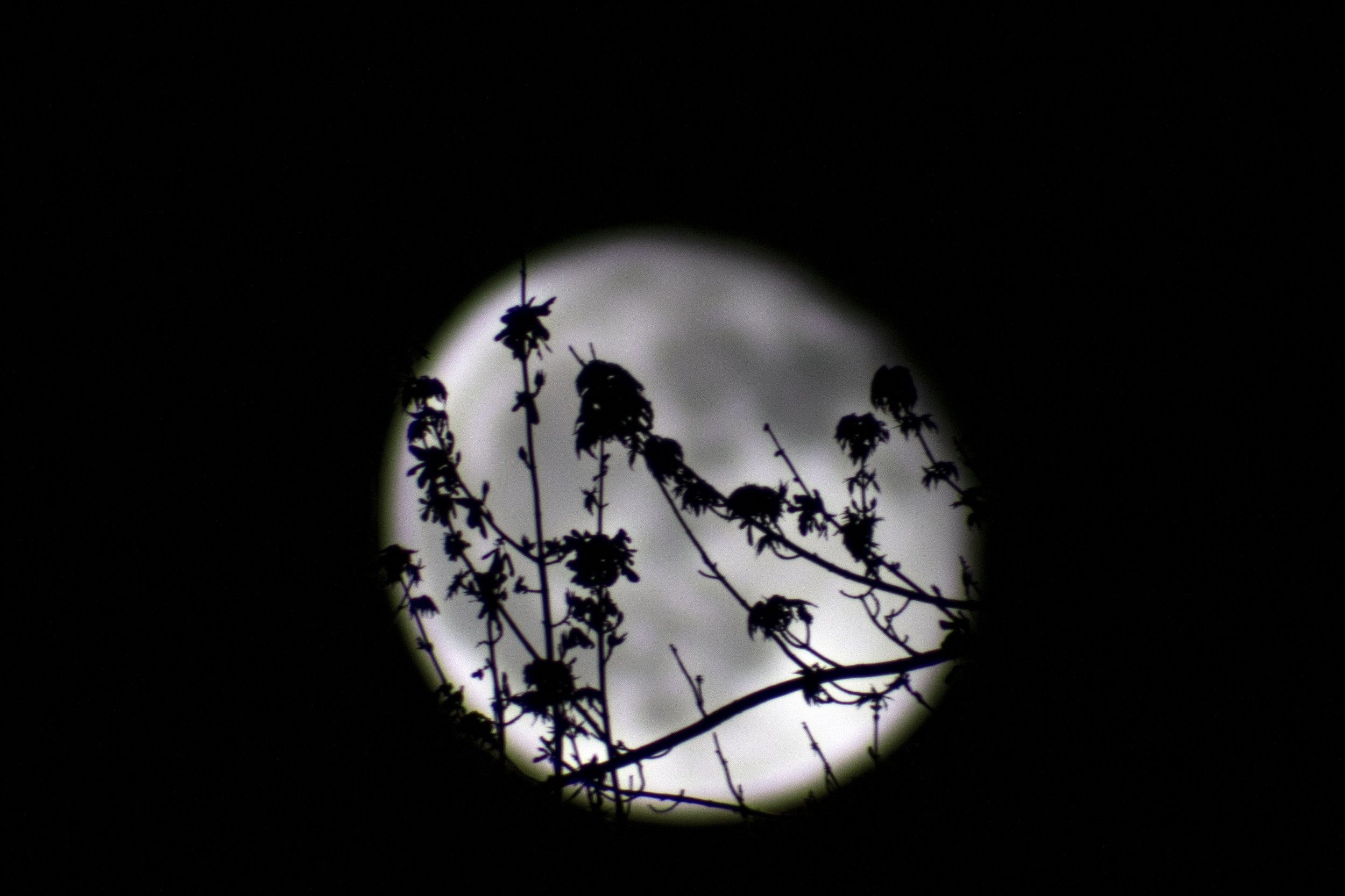 astrophotography