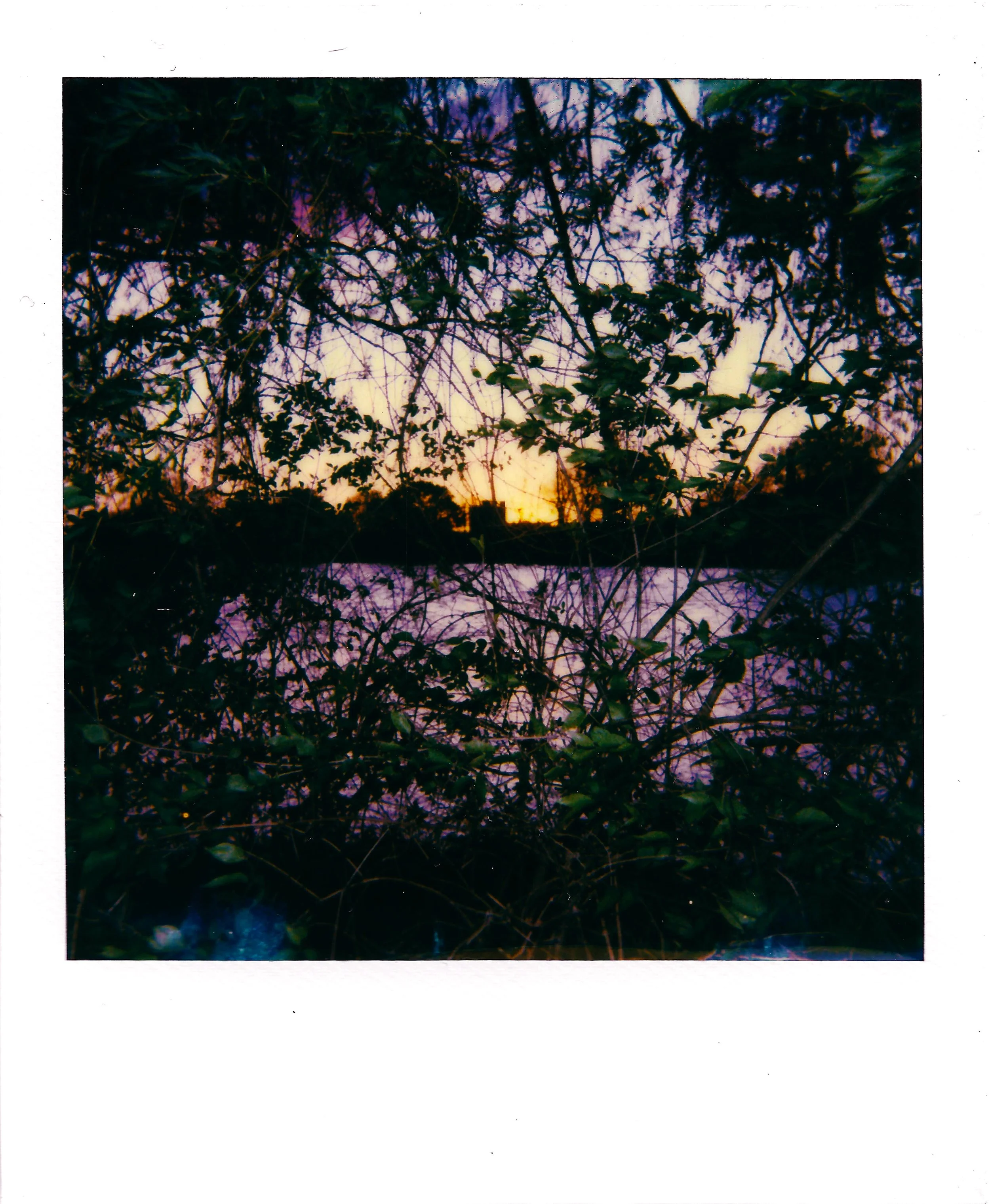plants.jpg