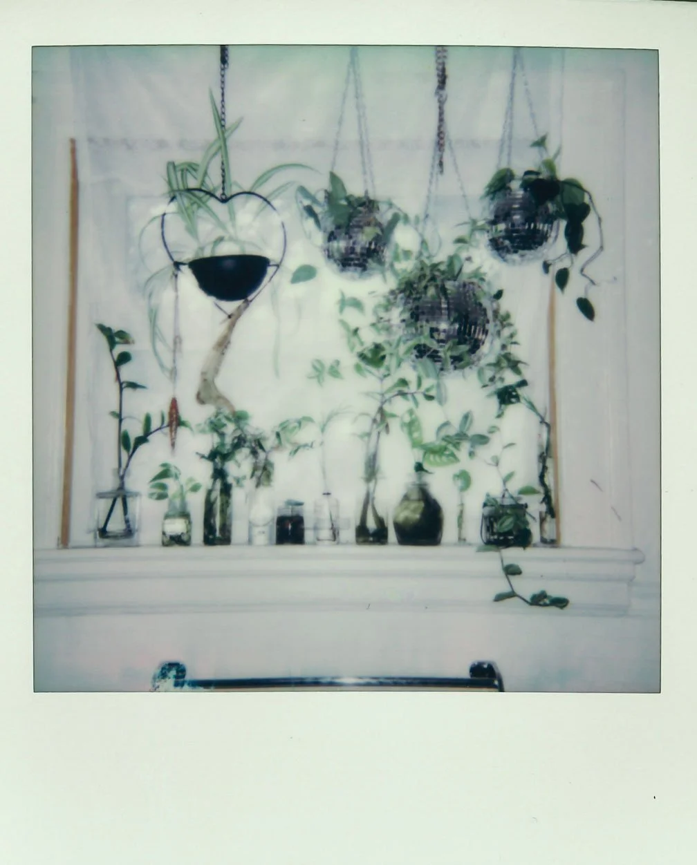 plant.jpg