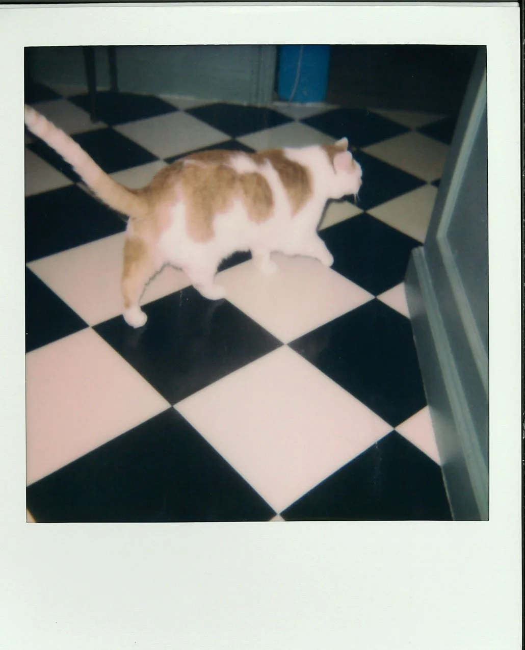 cat.jpg