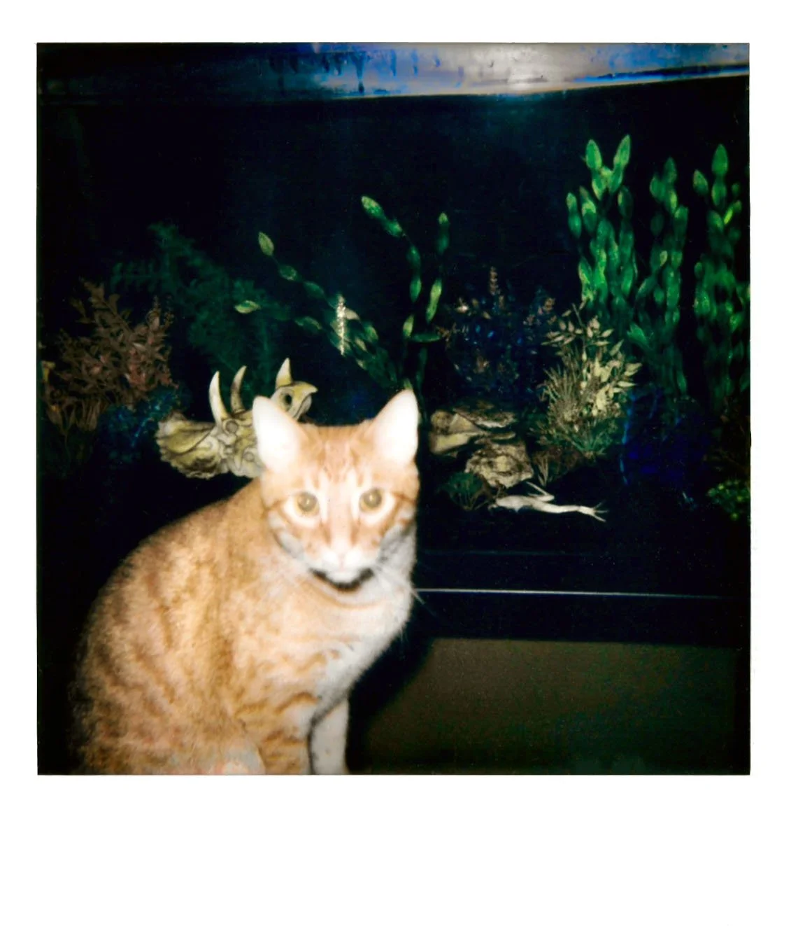 orange boi.JPG