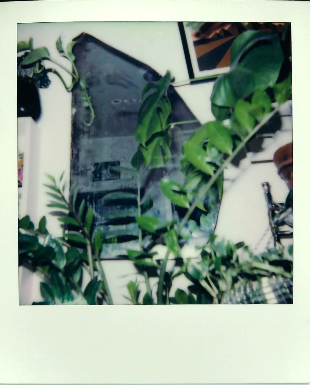 plant2.JPG