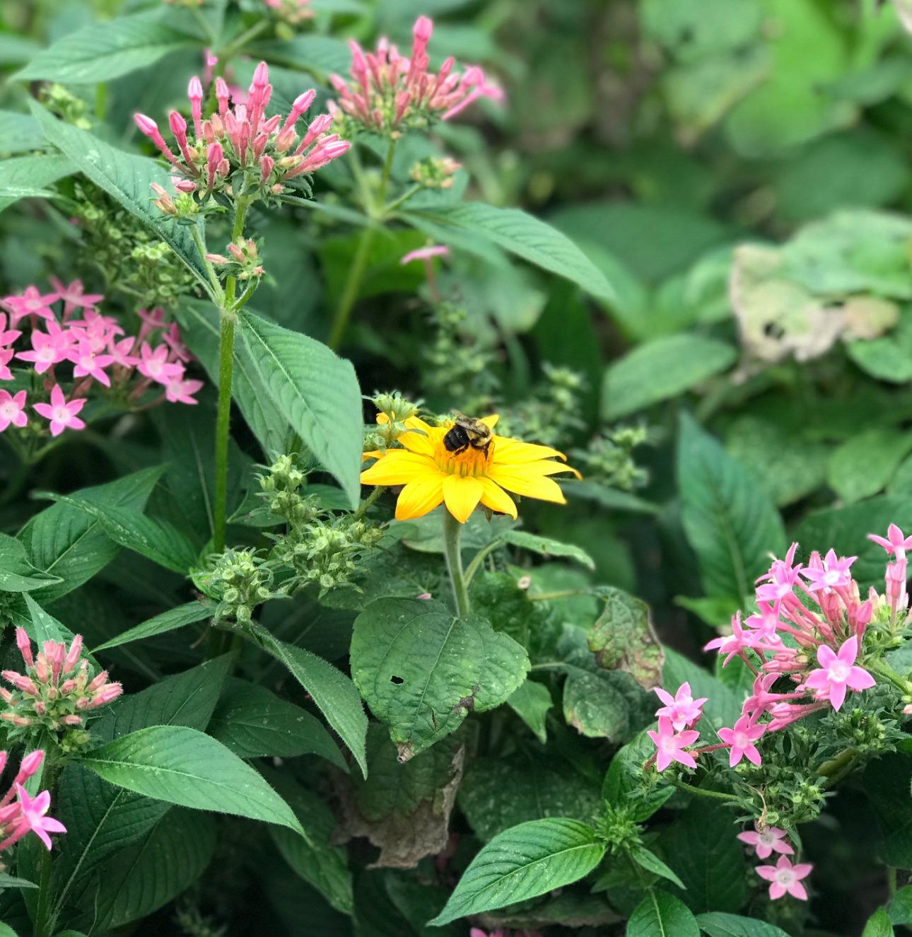 Honey bee