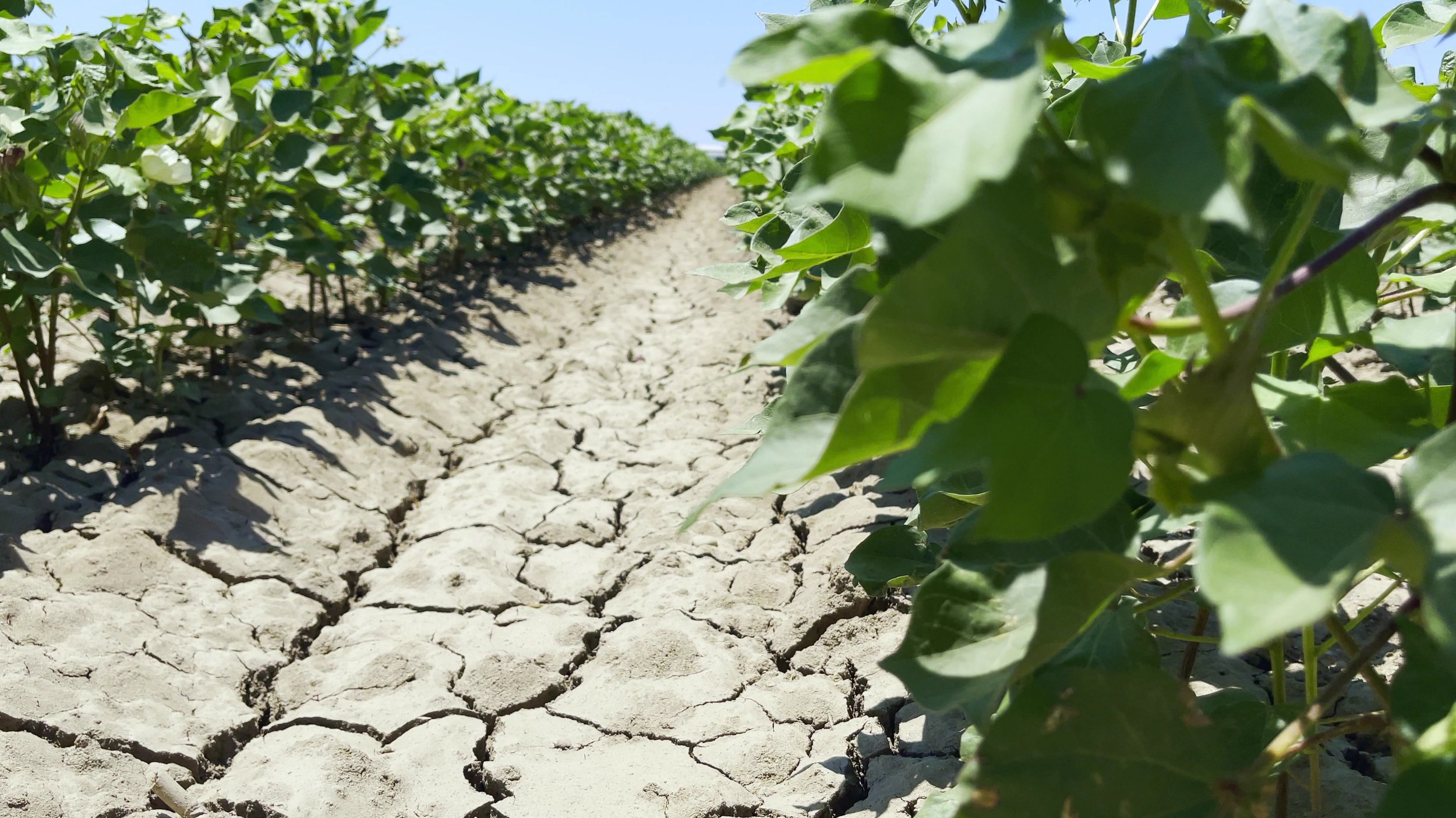 GoField versus traditional irrigation: A comparative analysis
