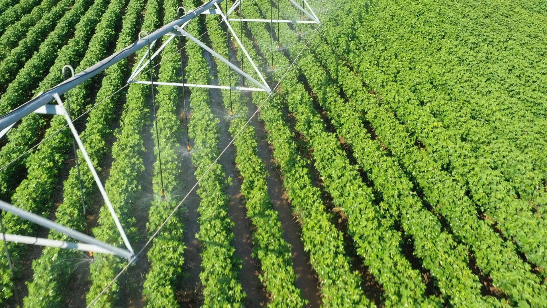 Cotton plant irrigation.jpg