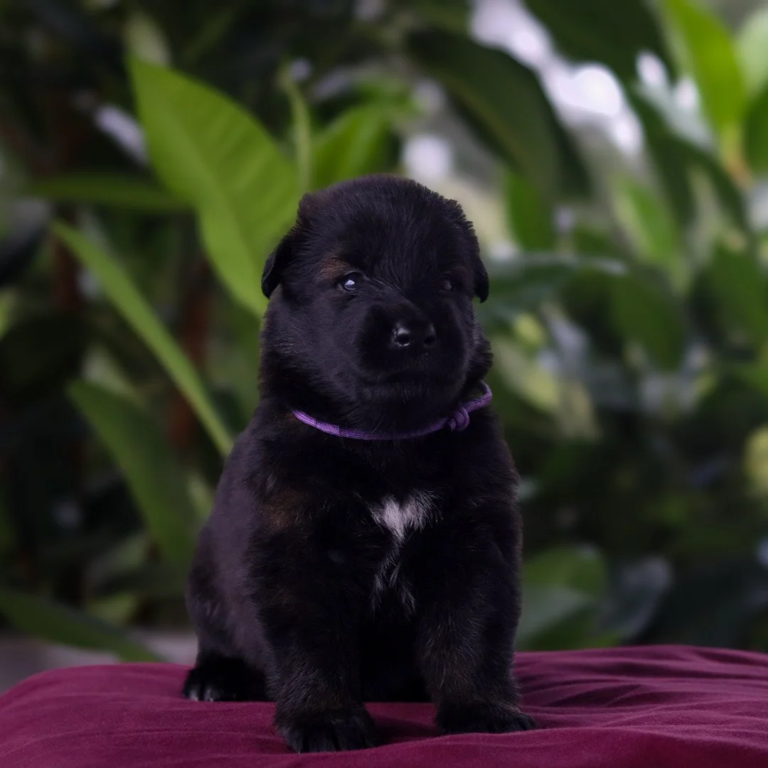 A cute black puppy sitting on a pink surface with green leafy plants in the background.