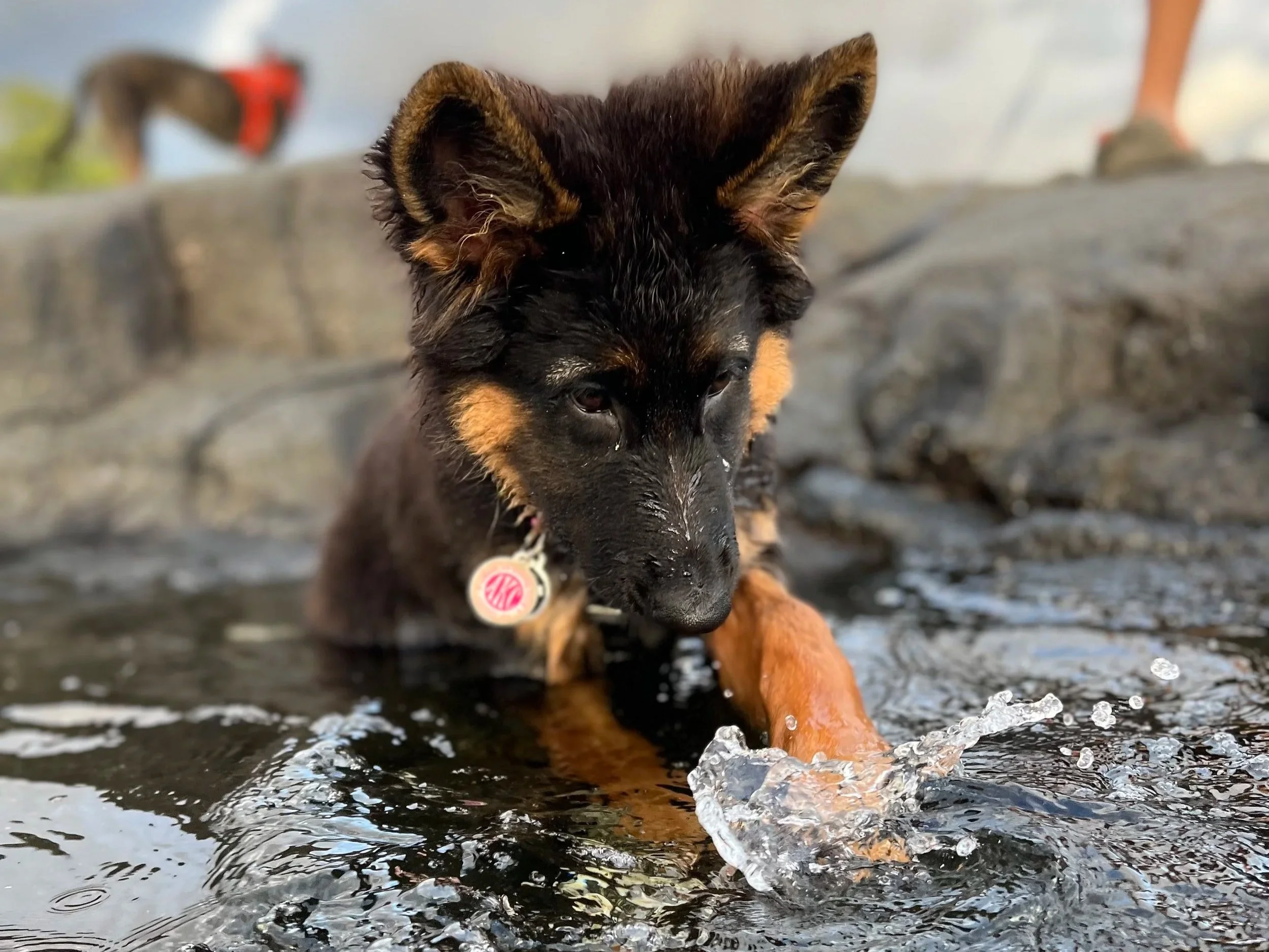 A puppy is drinking water from a pond or small body of water, with a stone wall in the background.