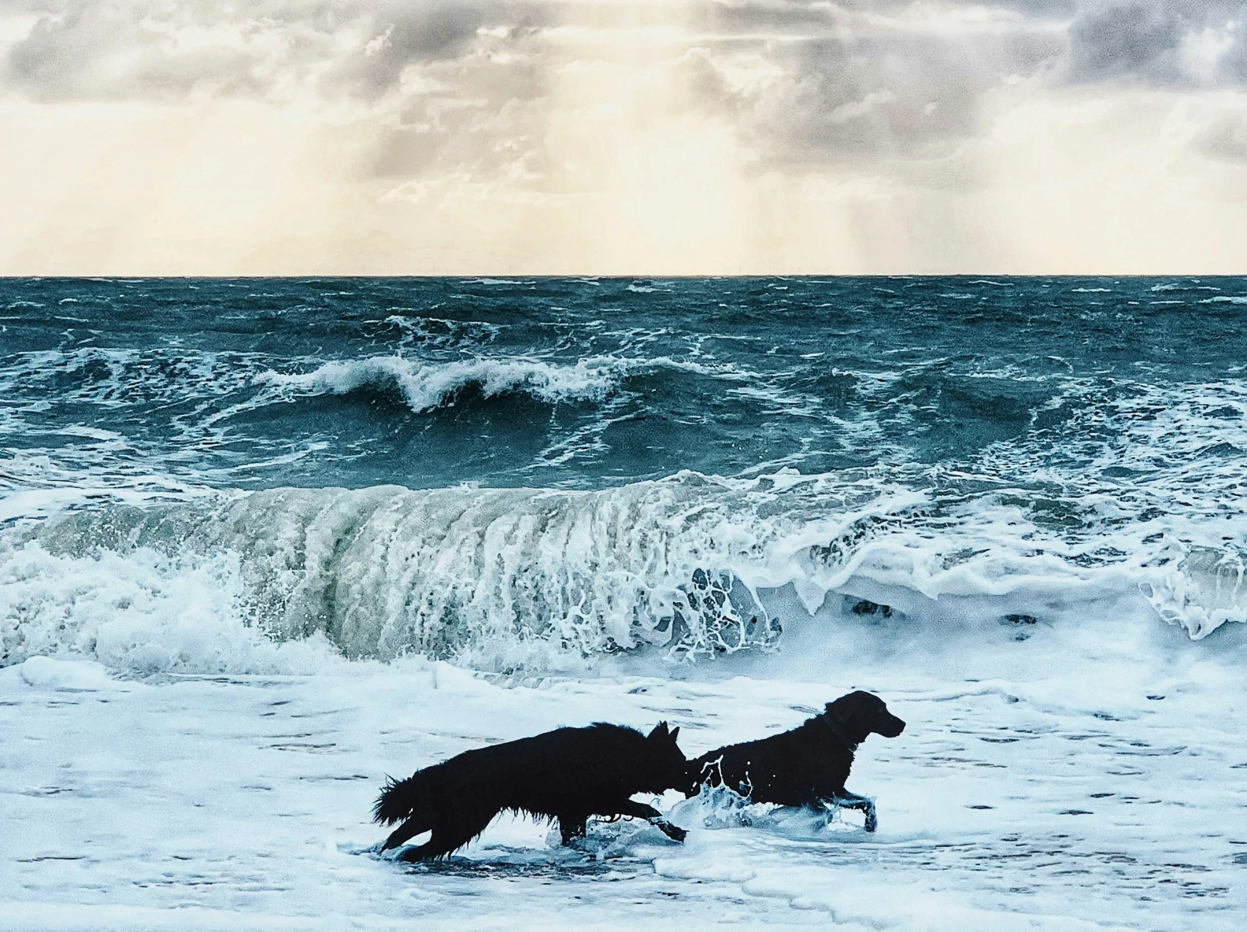Two dogs playing in the ocean water near the shore with waves, under a cloudy sky.