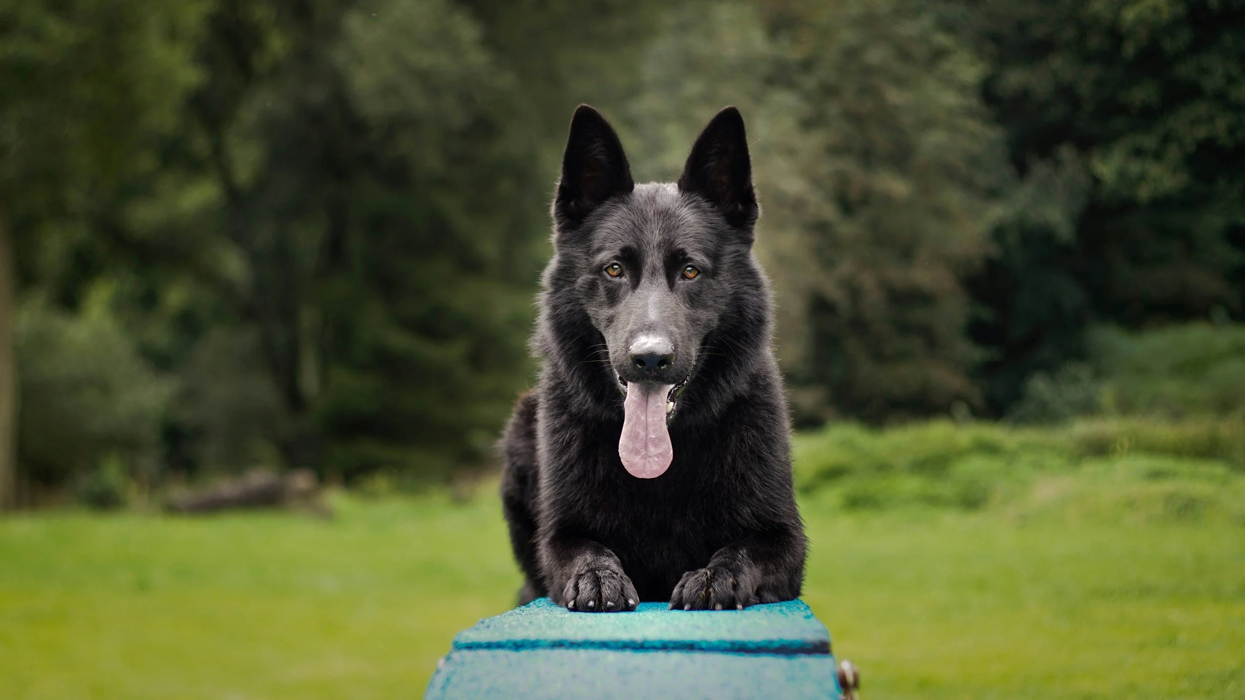 A person in winter clothing and rubber boots stands outdoors with a German Shepherd puppy sitting attentively in front of them on a grassy field.