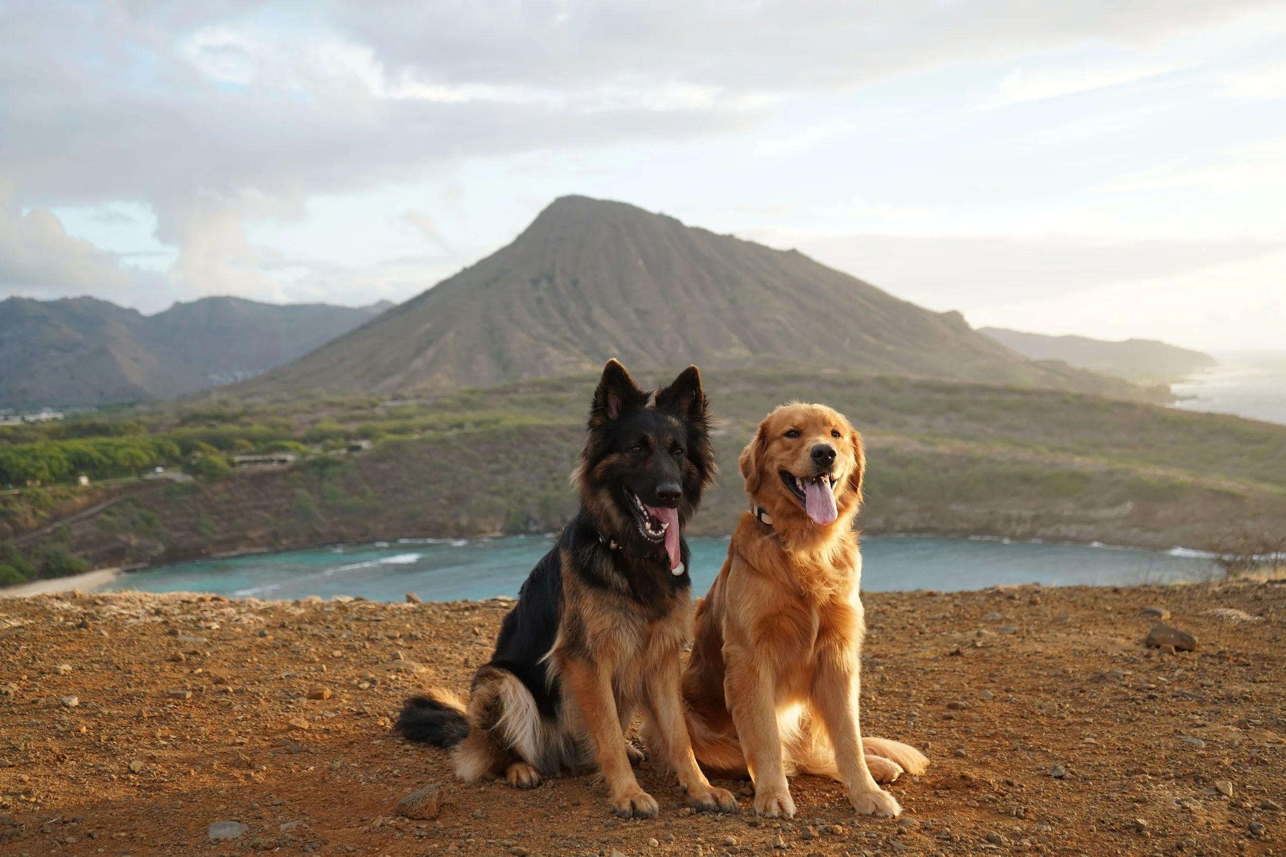 Purebred vs Well-Bred: Understanding Registration, AKC, and Responsible Breeding