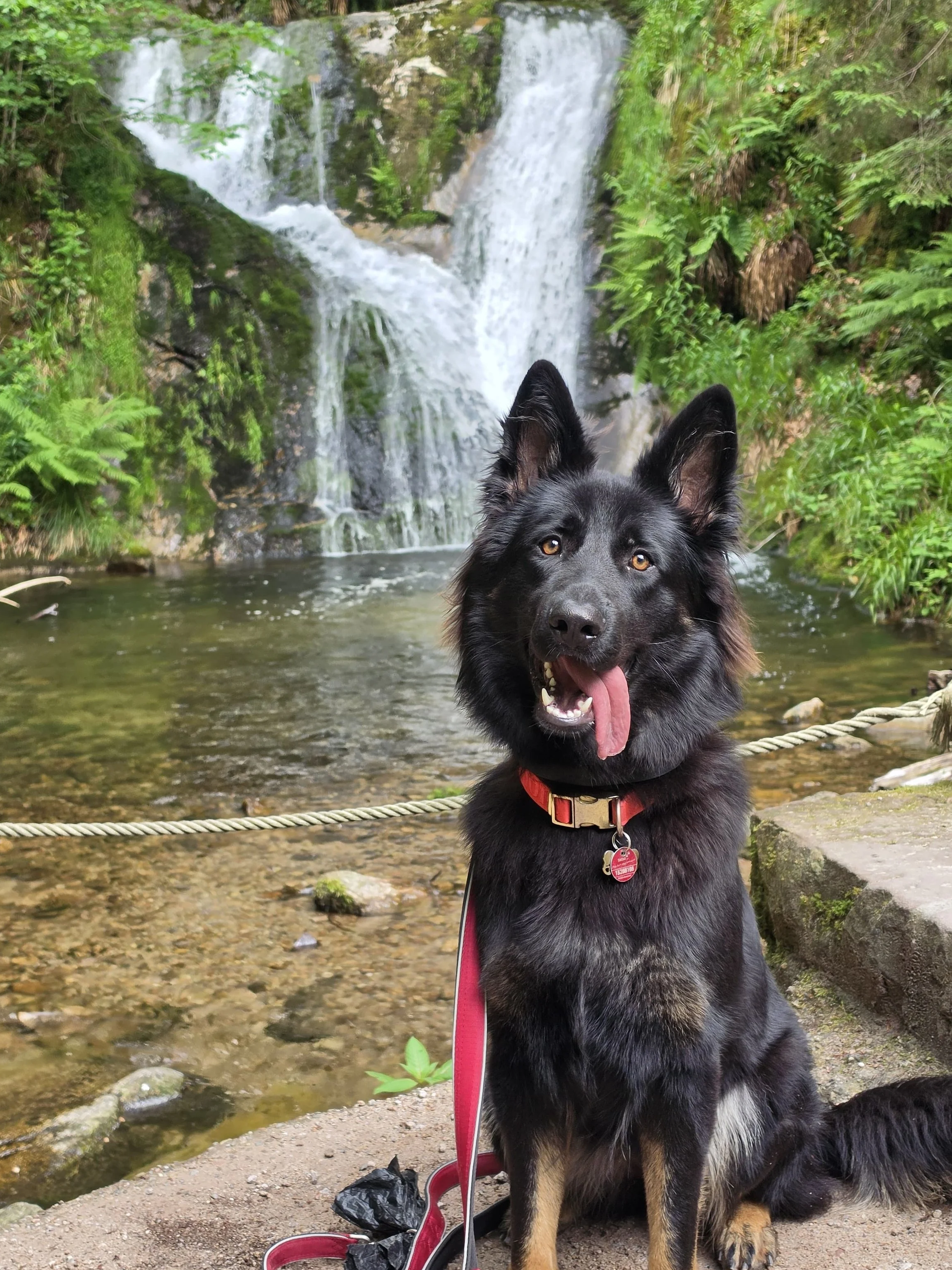 A black and tan Australian Shepherd mix dog with a red leash sitting by a river, with a waterfall and lush greenery in the background.