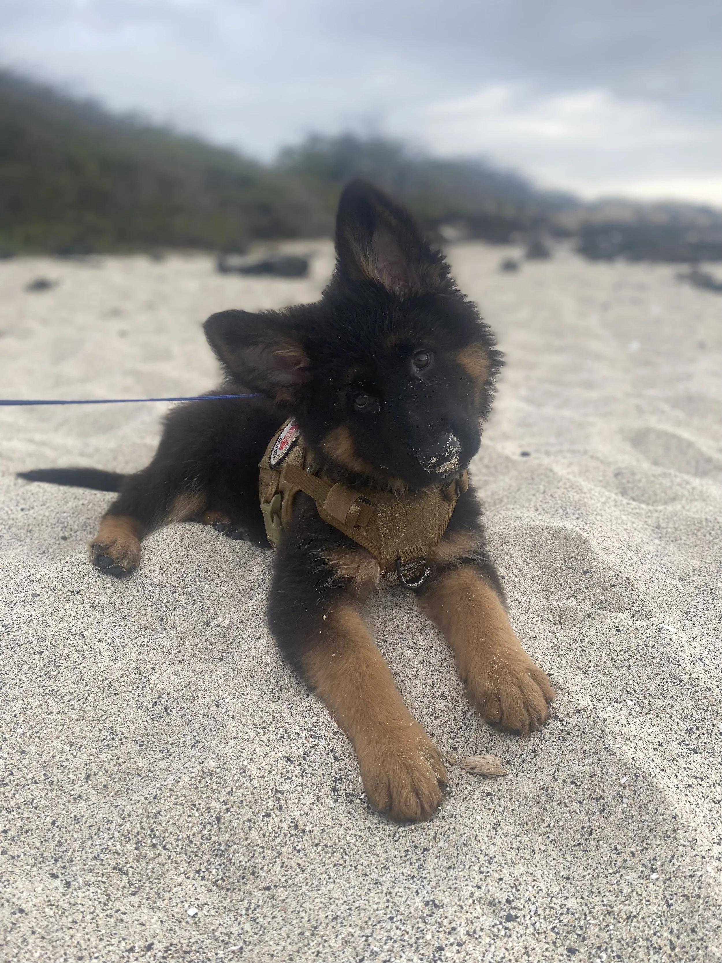 A cute puppy with black and tan fur laying on sandy beach, wearing a harness, with cloudy sky and distant hills in the background.