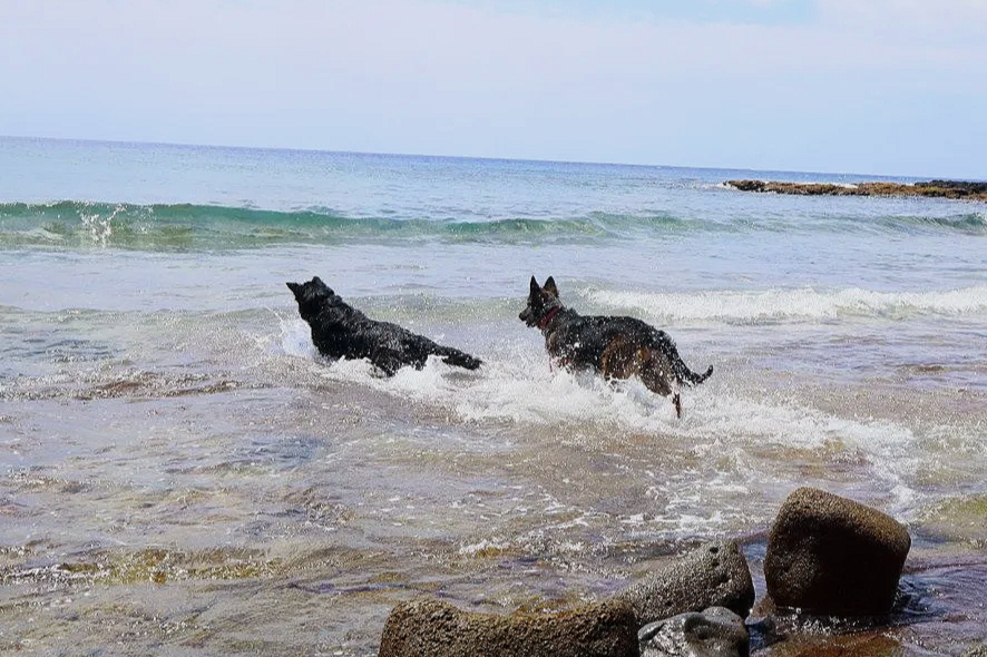 Two dogs playing in the ocean water near the shore with waves, under a cloudy sky.